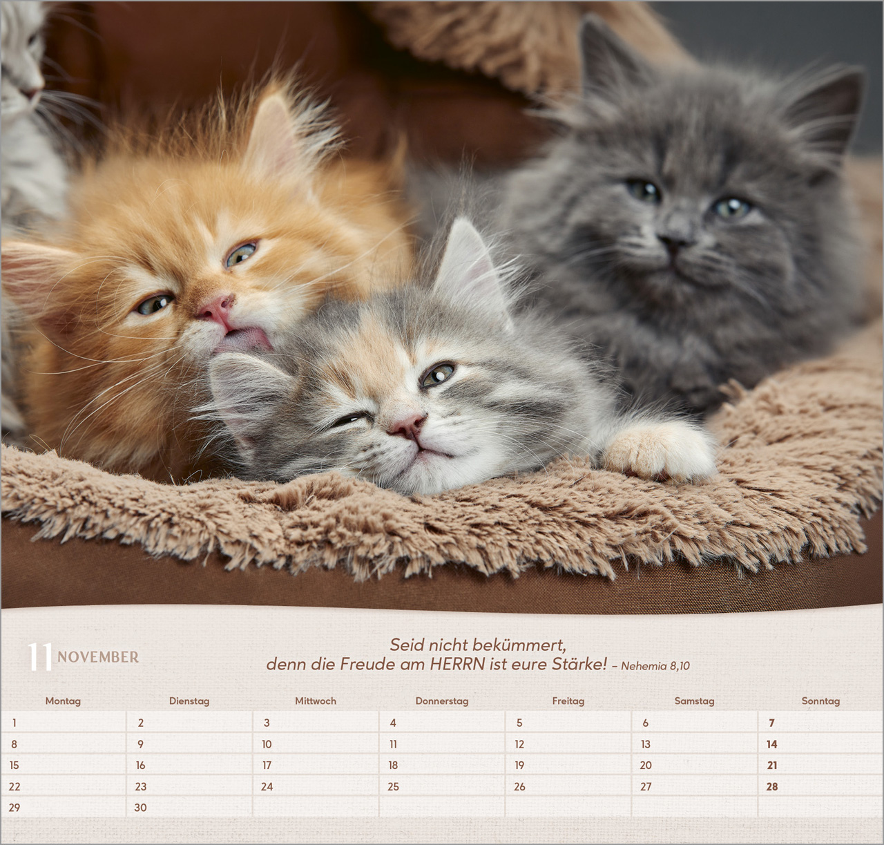 Katzen 2027 – Wandkalender
