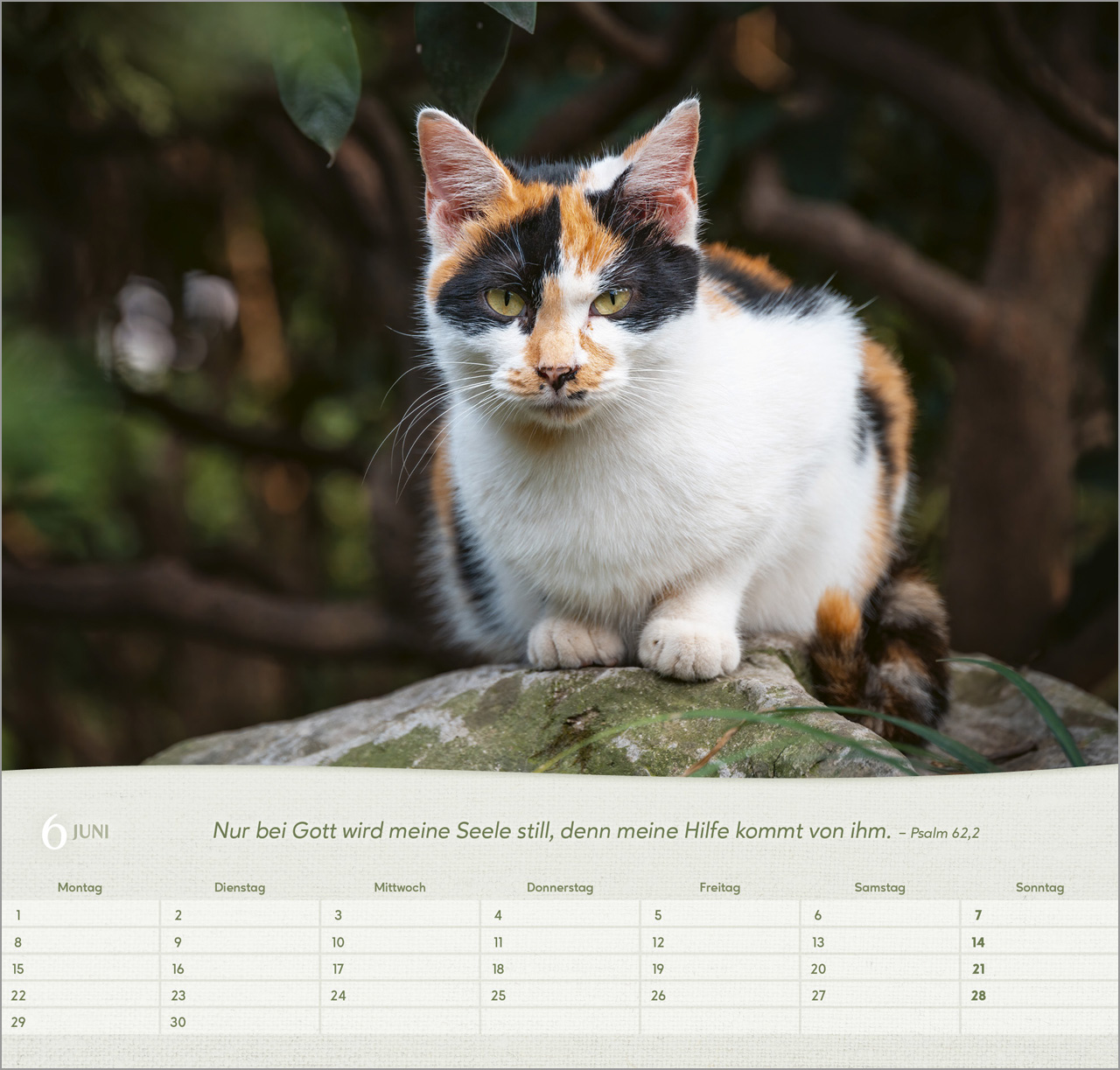 Katzen Wandkalender 2026