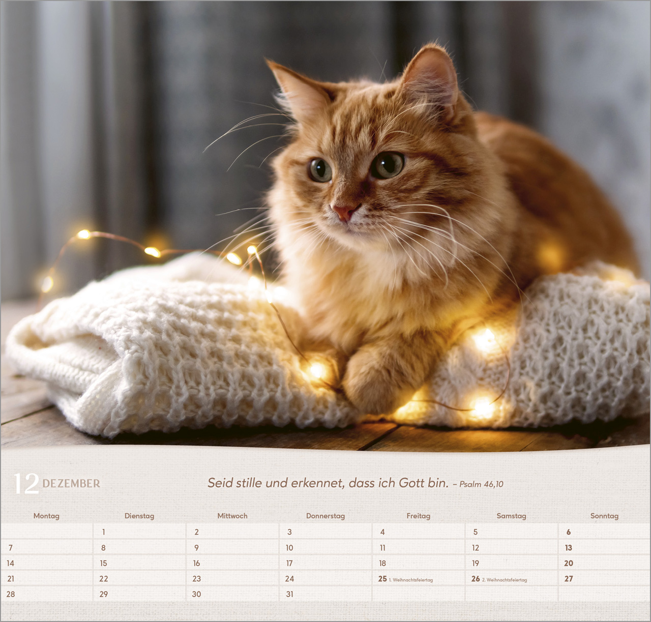 Katzen Wandkalender 2026
