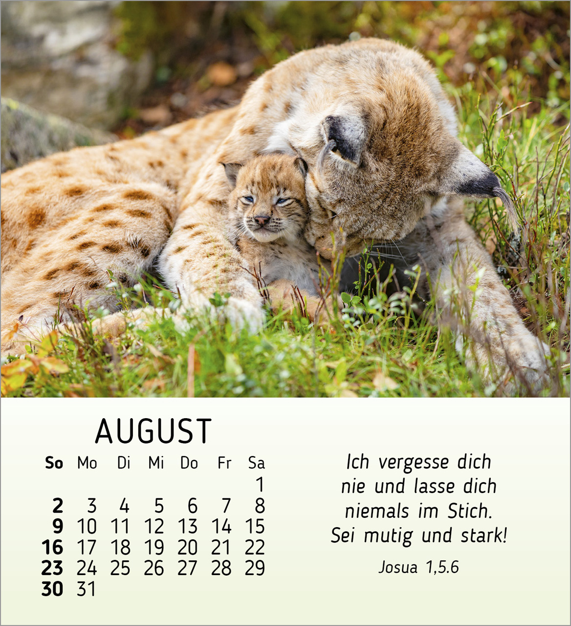 Meine kleinen Freunde 2026 - Tischkalender Meine kleinen Freunde 2026 - Tischkalender