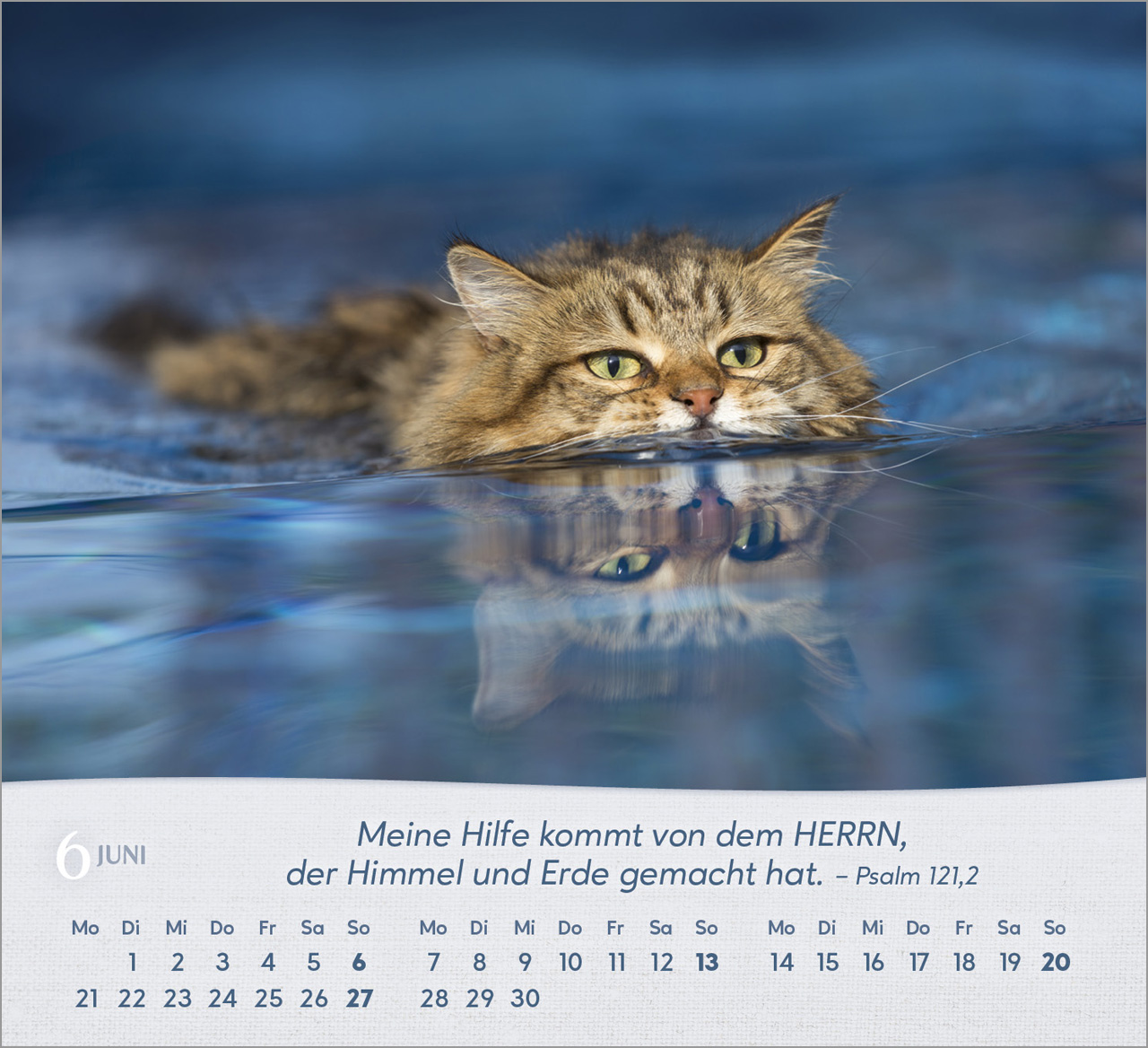 Katzen 2027 – Tischkalender