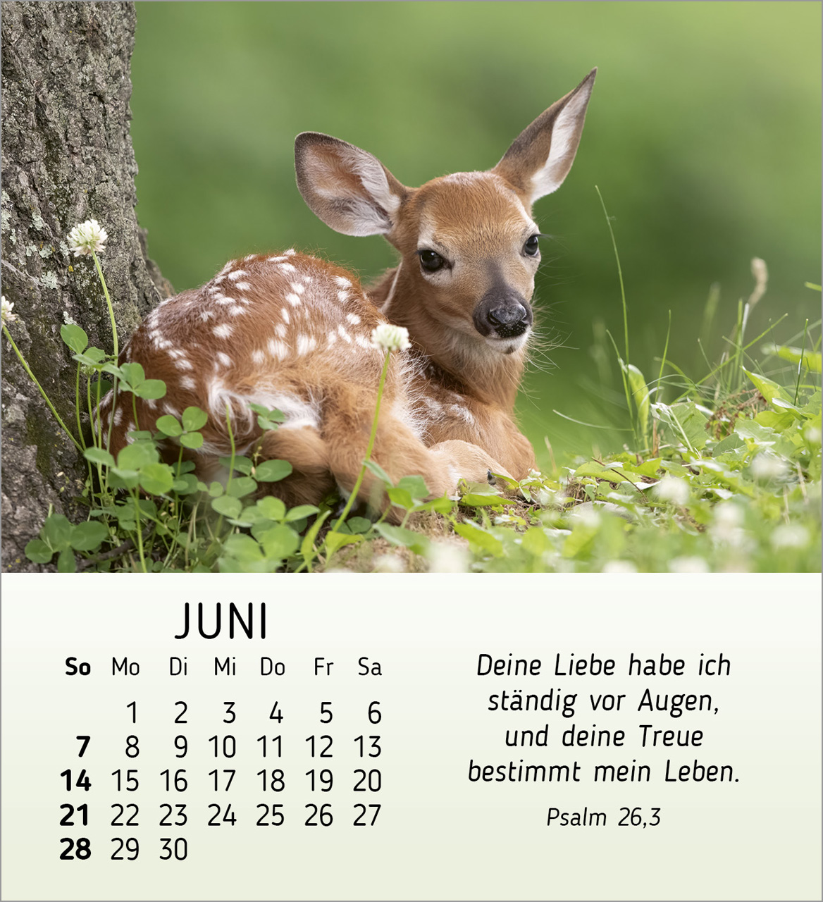 Meine kleinen Freunde 2026 - Tischkalender Meine kleinen Freunde 2026 - Tischkalender