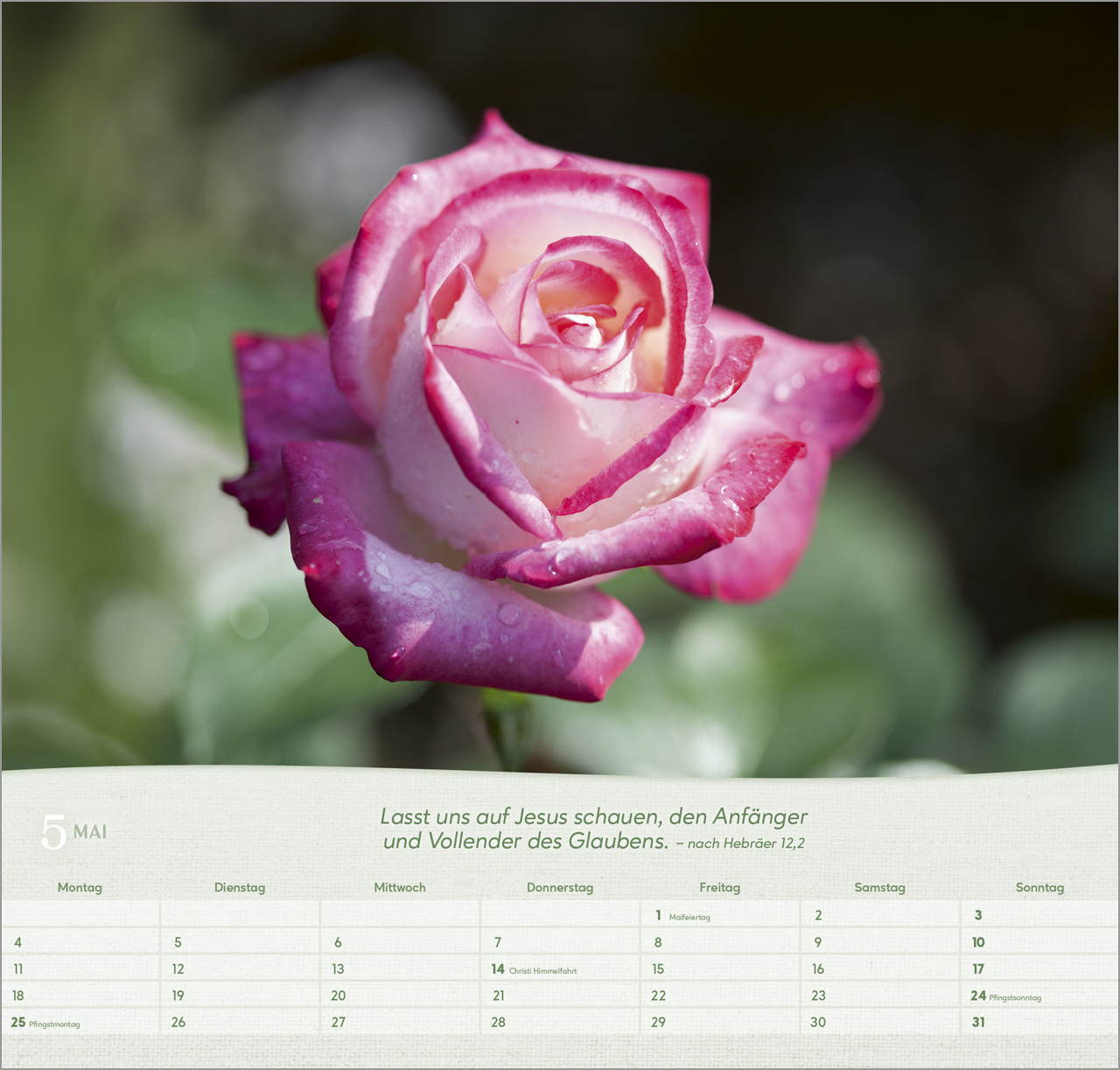 Rosen Wandkalender 2026