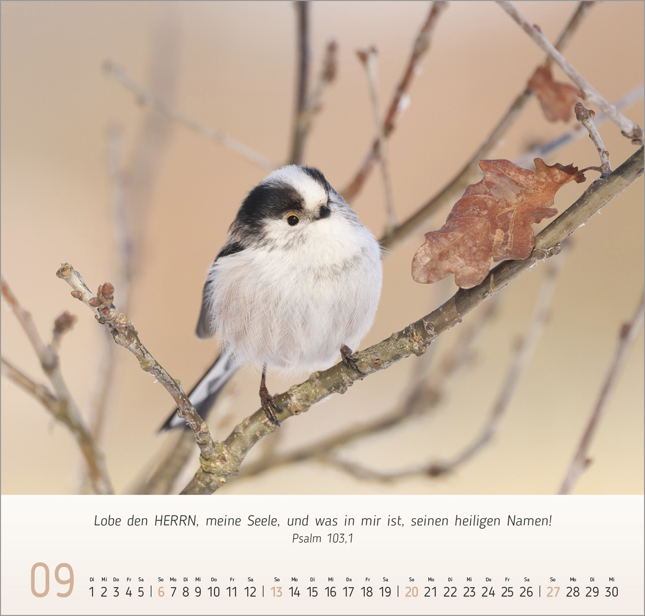 Gesichter der Natur Wandkalender 2026