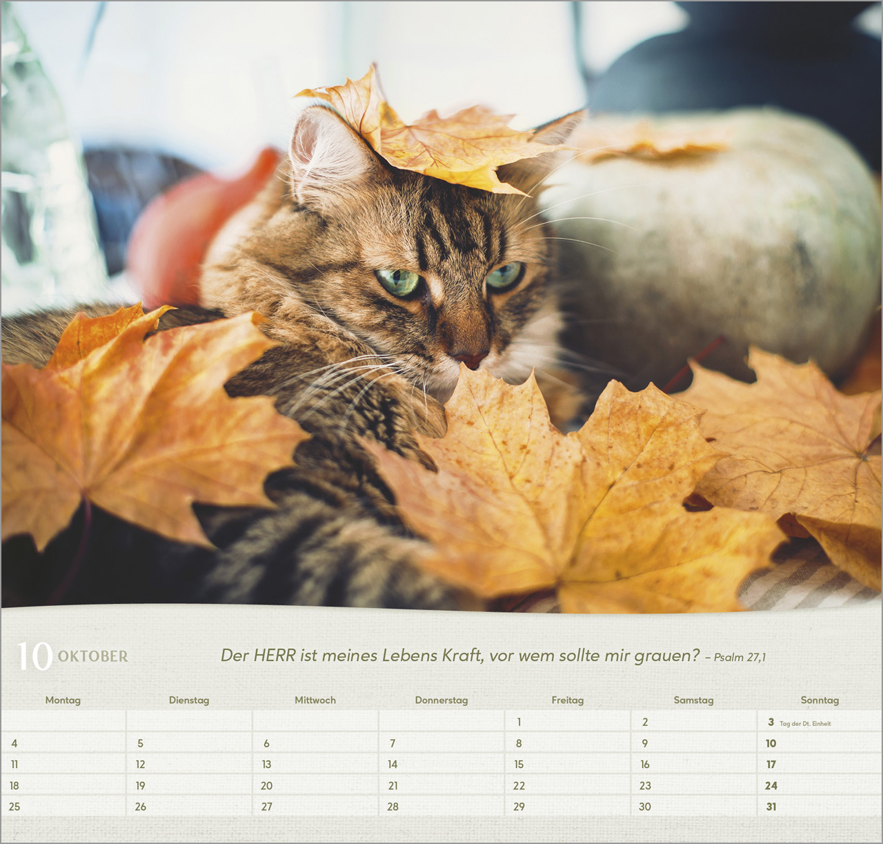 Katzen 2027 – Wandkalender