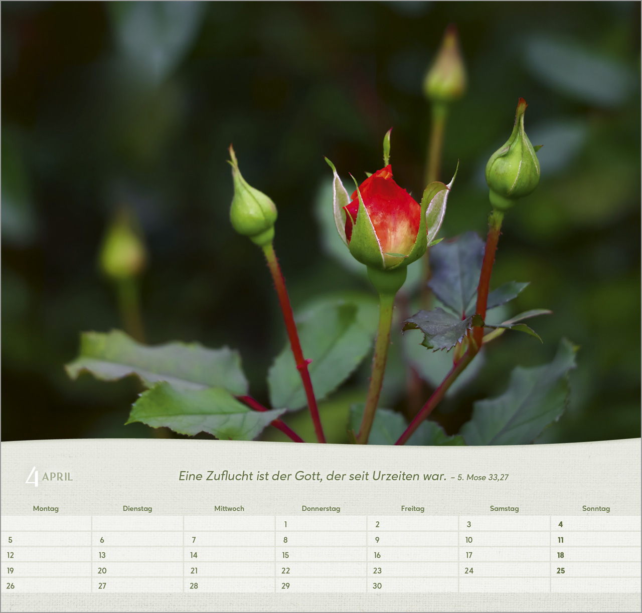 Rosen 2027 – Wandkalender