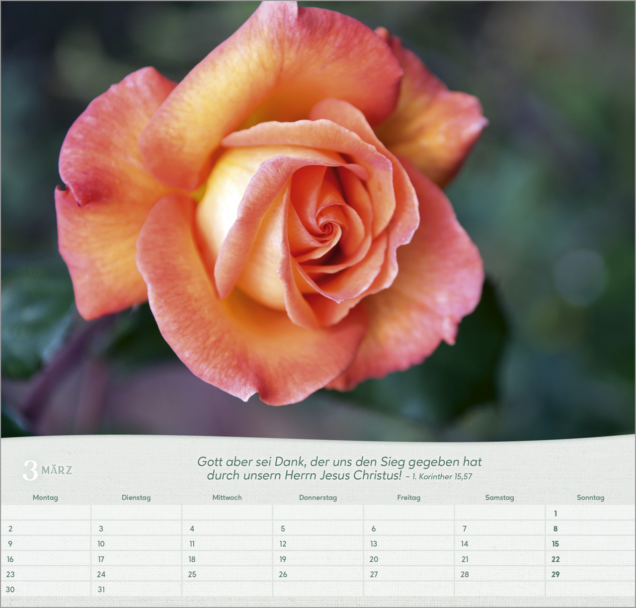 Rosen Wandkalender 2026