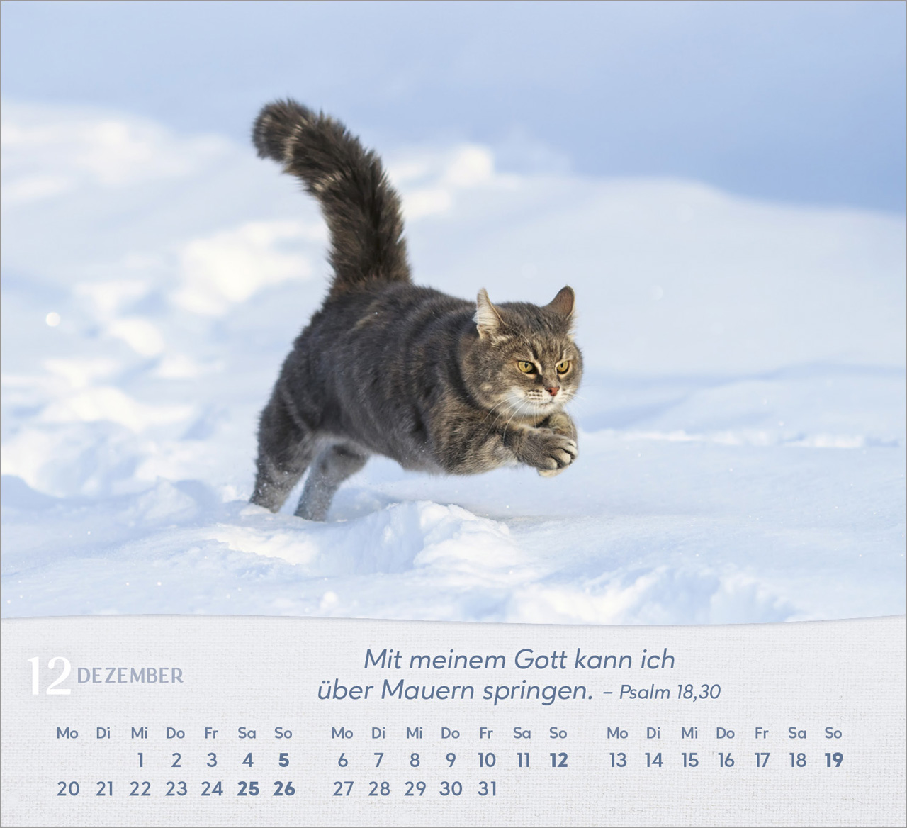 Katzen 2027 – Tischkalender