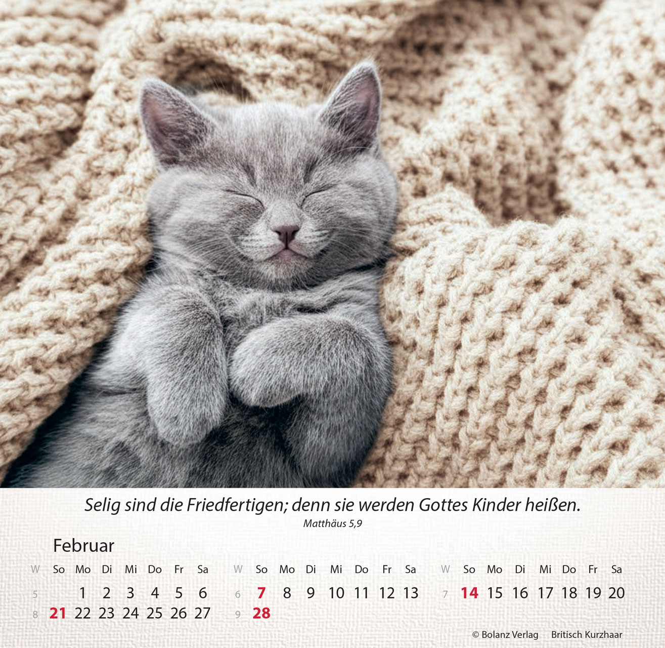 Katzen 2027 – Tischkalender