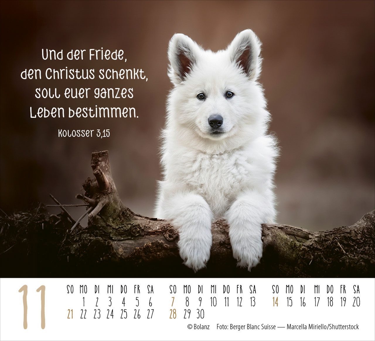 Hunde – treue Wegbegleiter 2027 – Minikalender