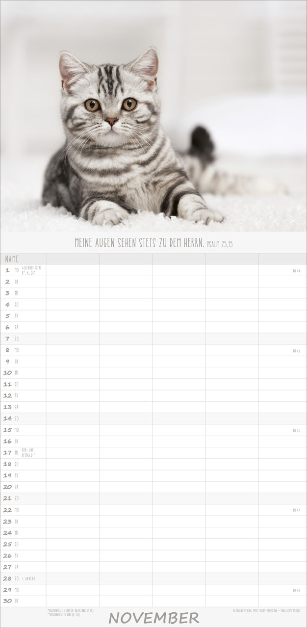Katzen – Anmut auf vier Pfoten 2027 – Familienplaner