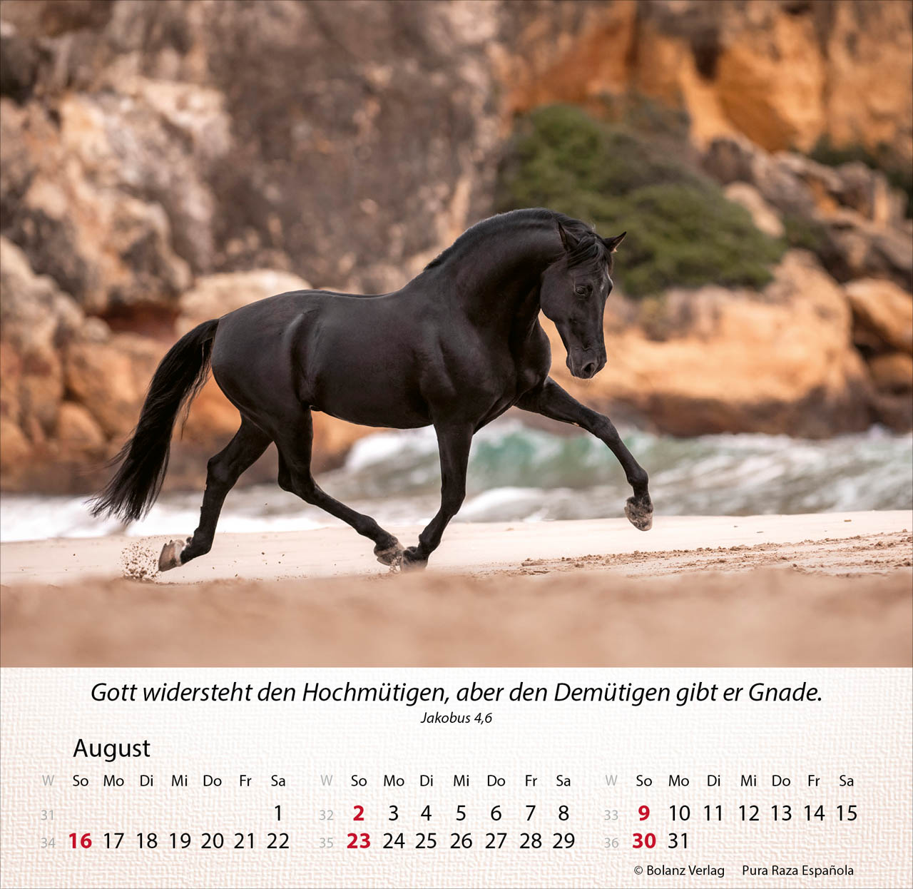Pferde 2026 - Tischkalender