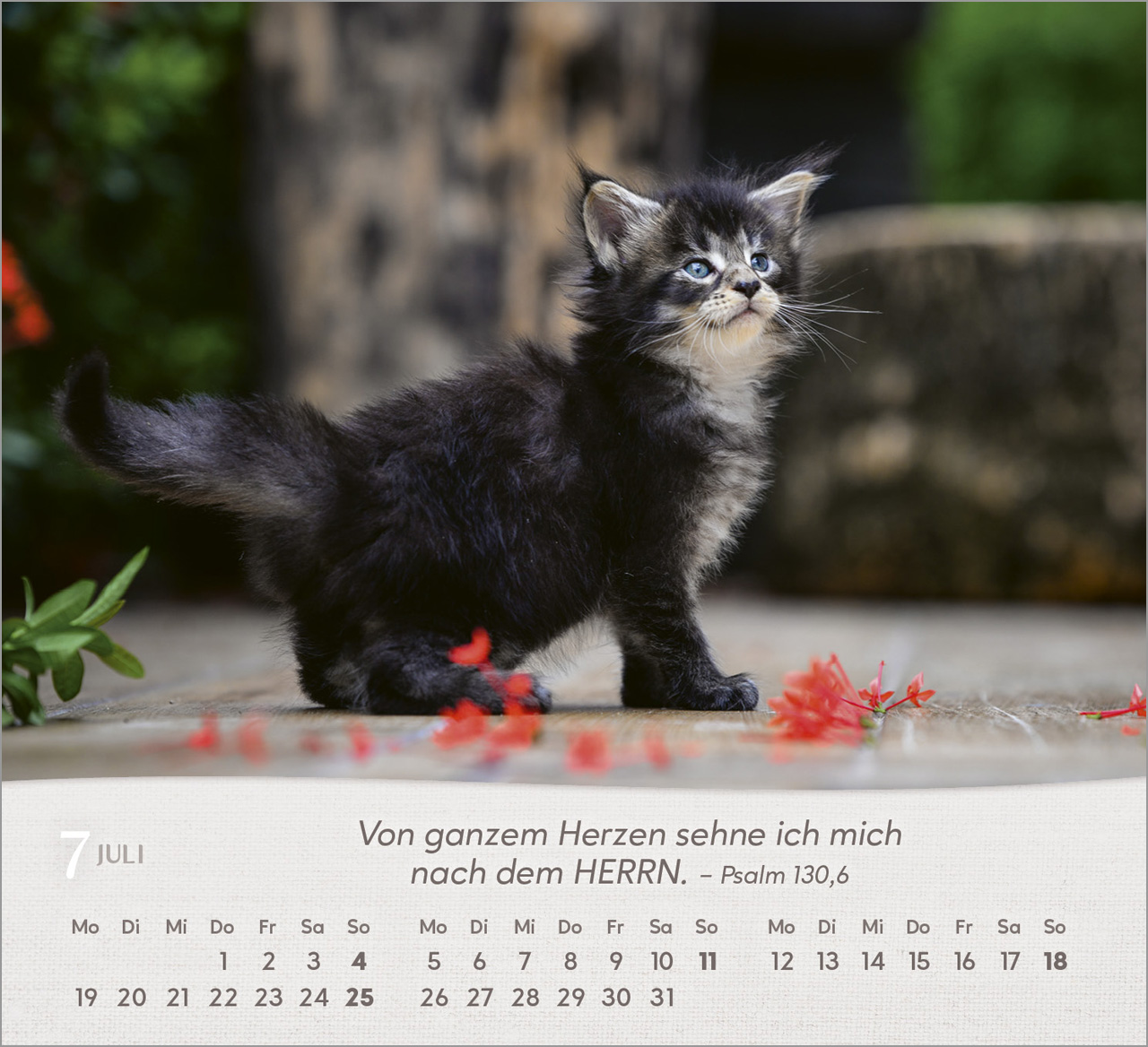 Katzen 2027 – Tischkalender