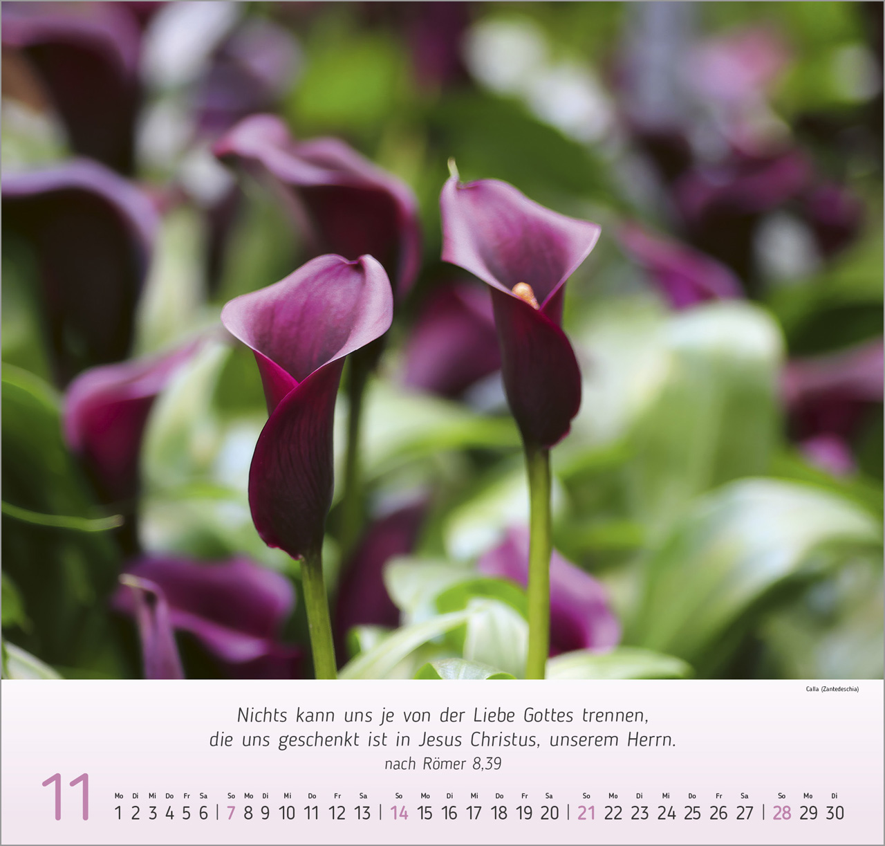 Blumen-Impressionen 2027 – Wandkalender