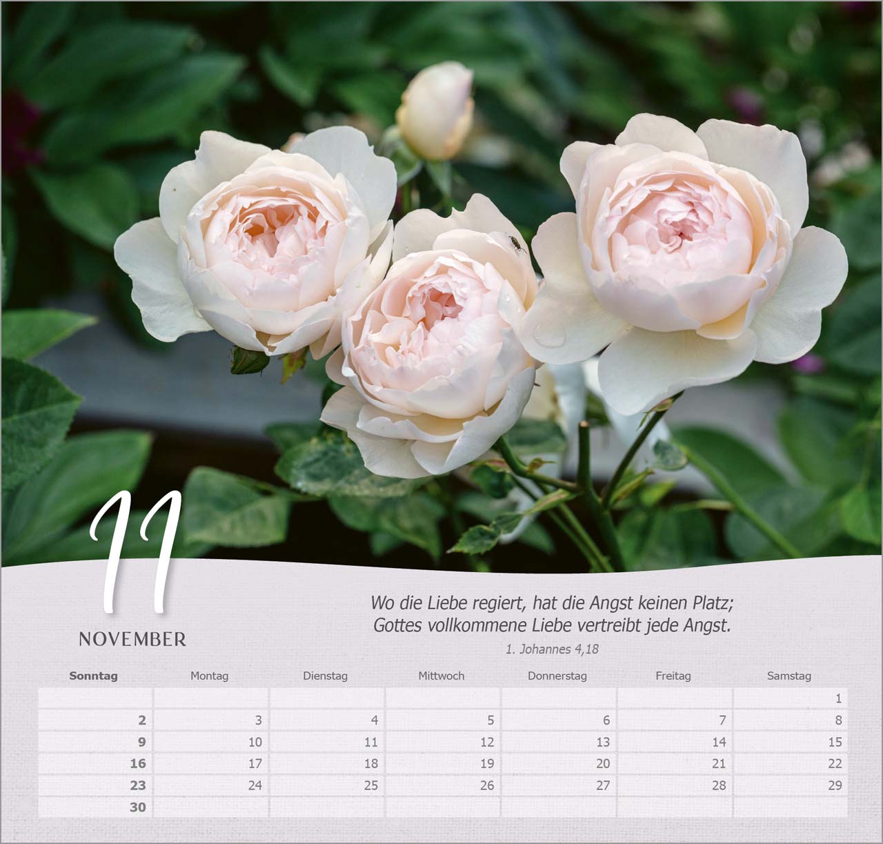 Rosen Wandkalender