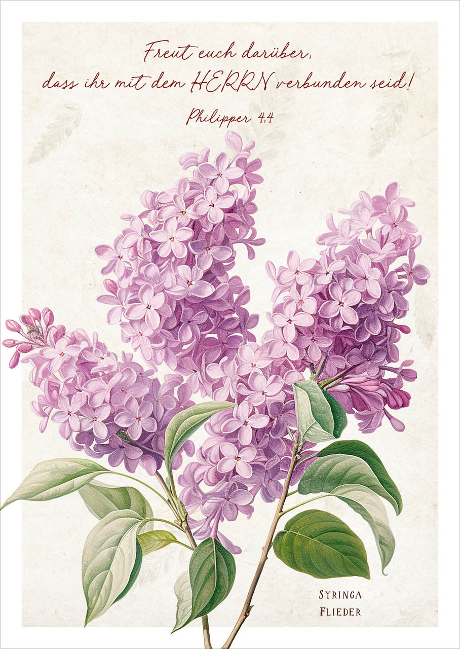 Postkarte lila Flieder