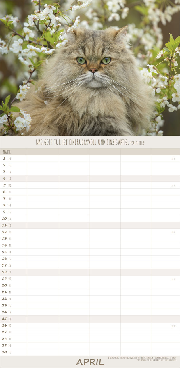 Katzen – Anmut auf vier Pfoten 2027 – Familienplaner