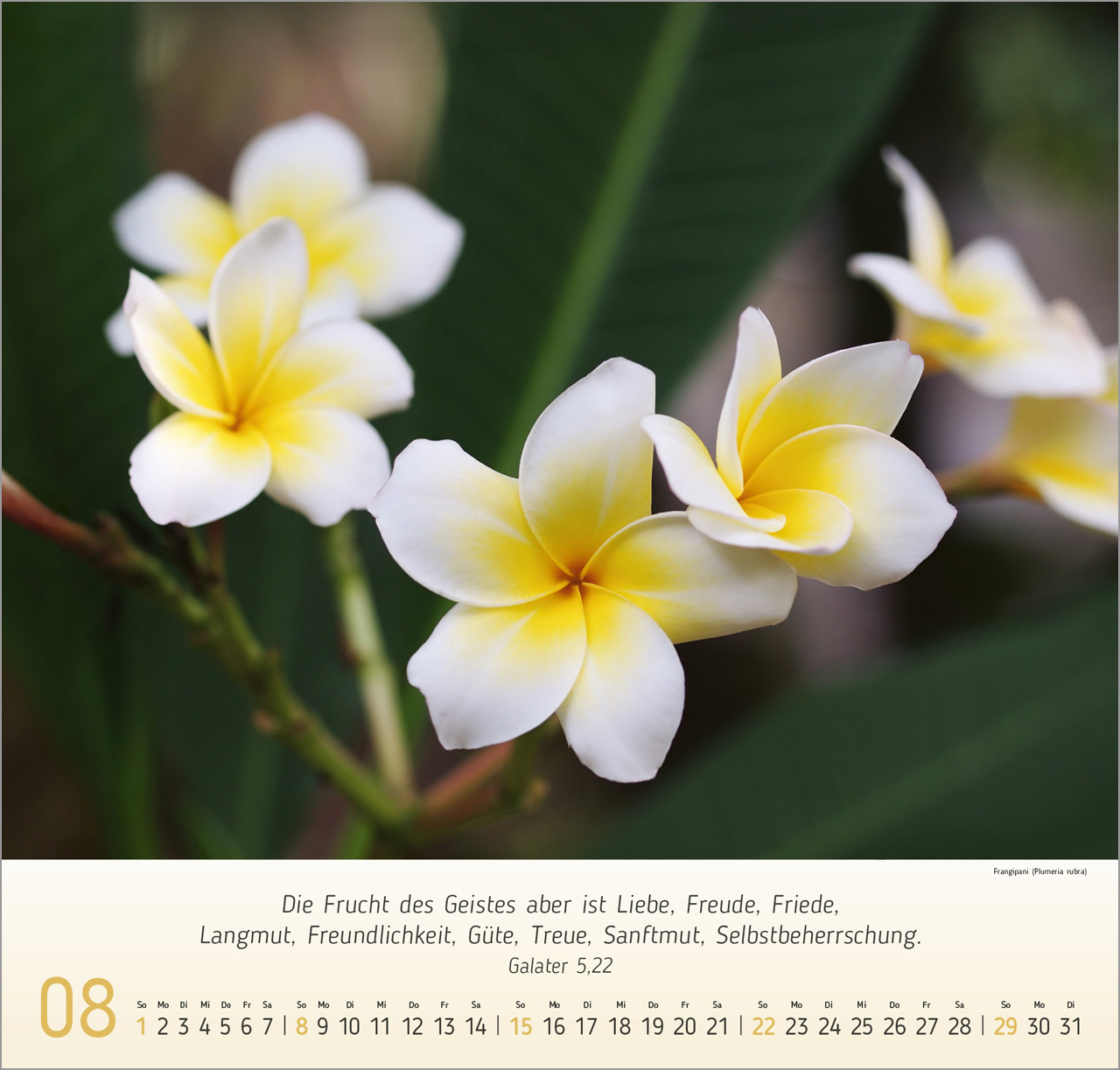 Blumen-Impressionen 2027 – Wandkalender