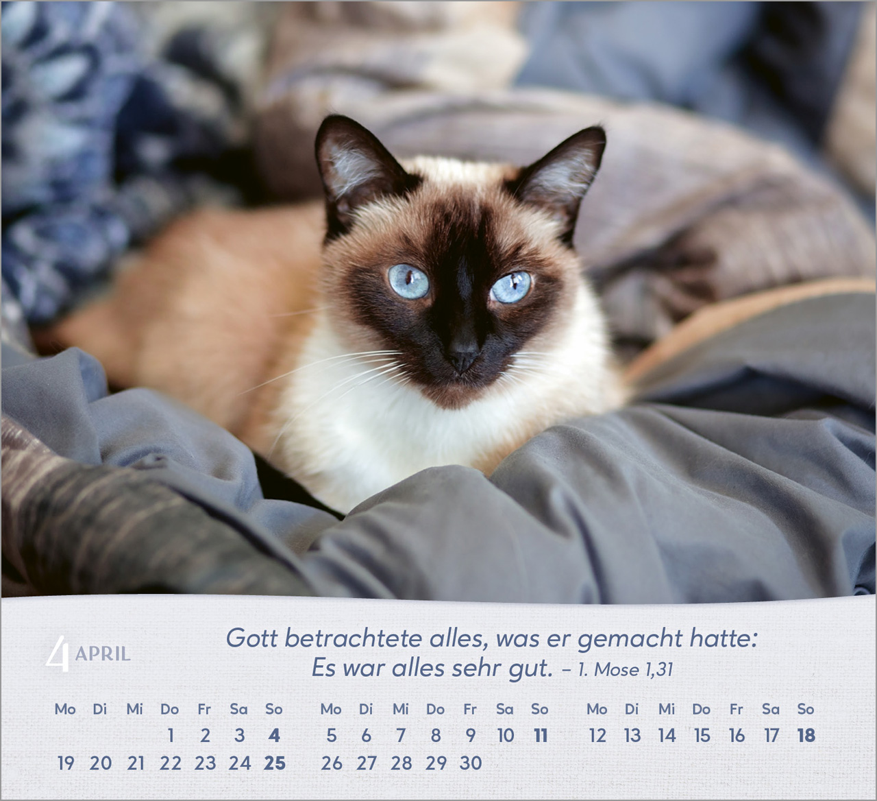 Katzen 2027 – Tischkalender