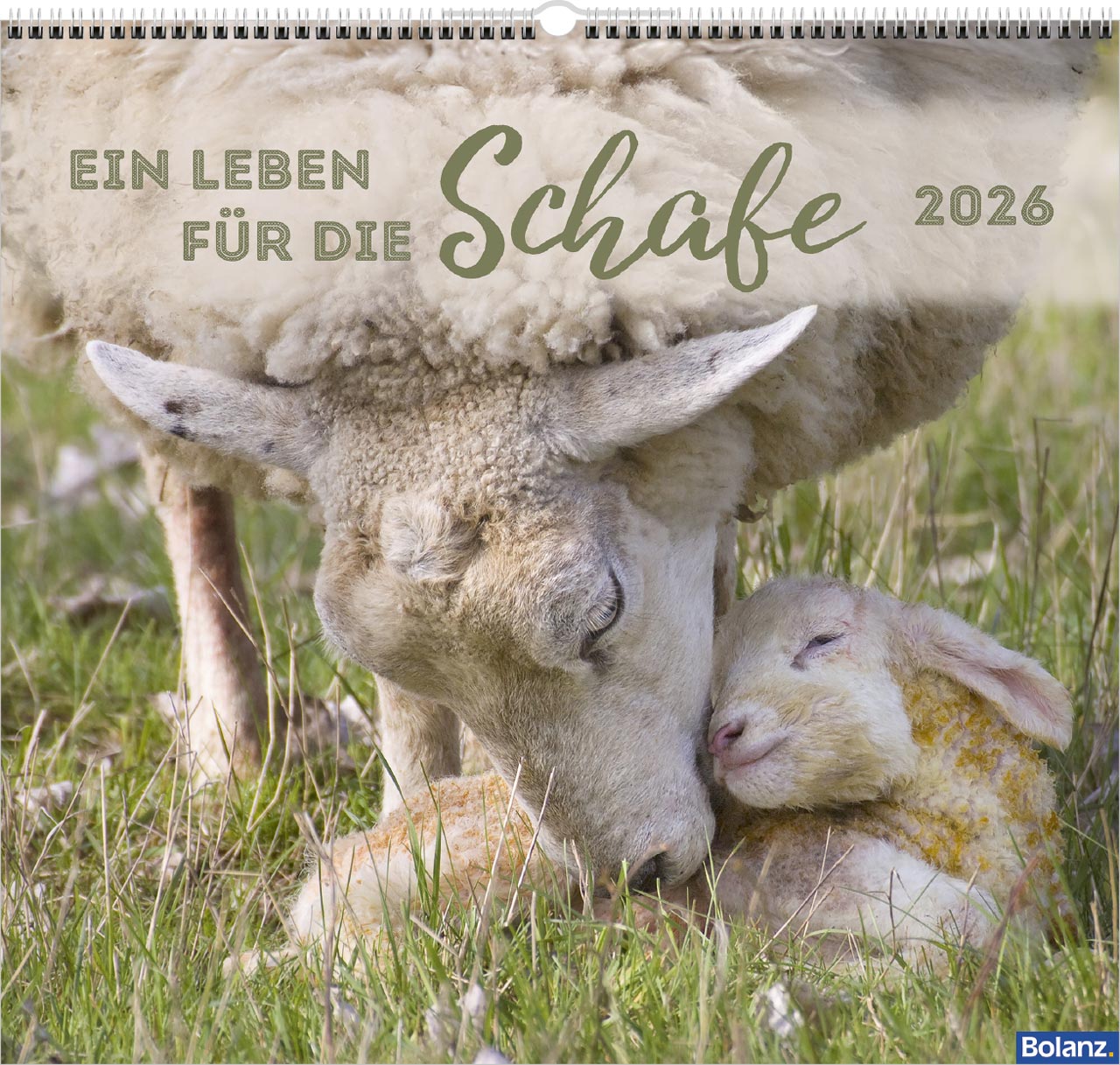 Ein Leben für die Schafe 2026 - Wandkalender