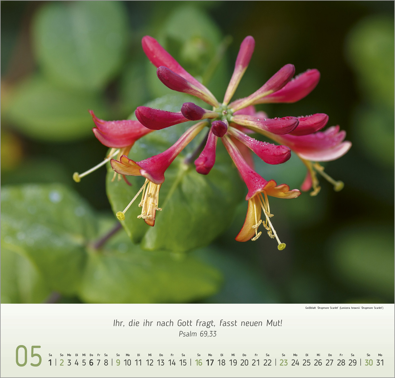 Blumen-Impressionen 2027 – Wandkalender
