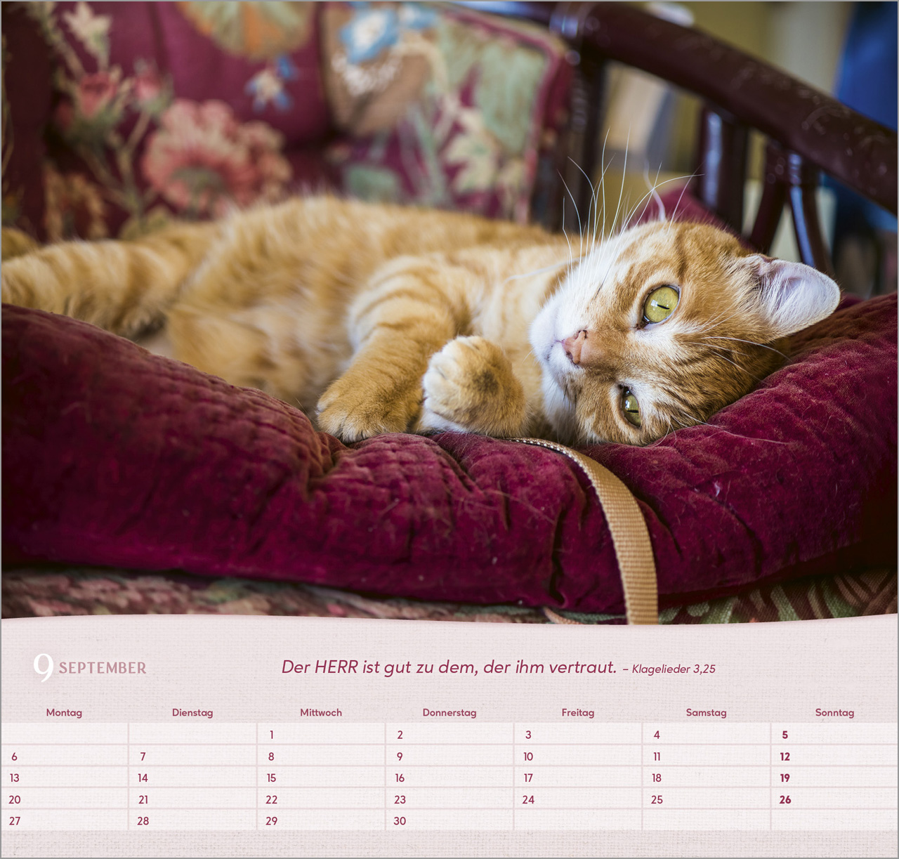Katzen 2027 – Wandkalender