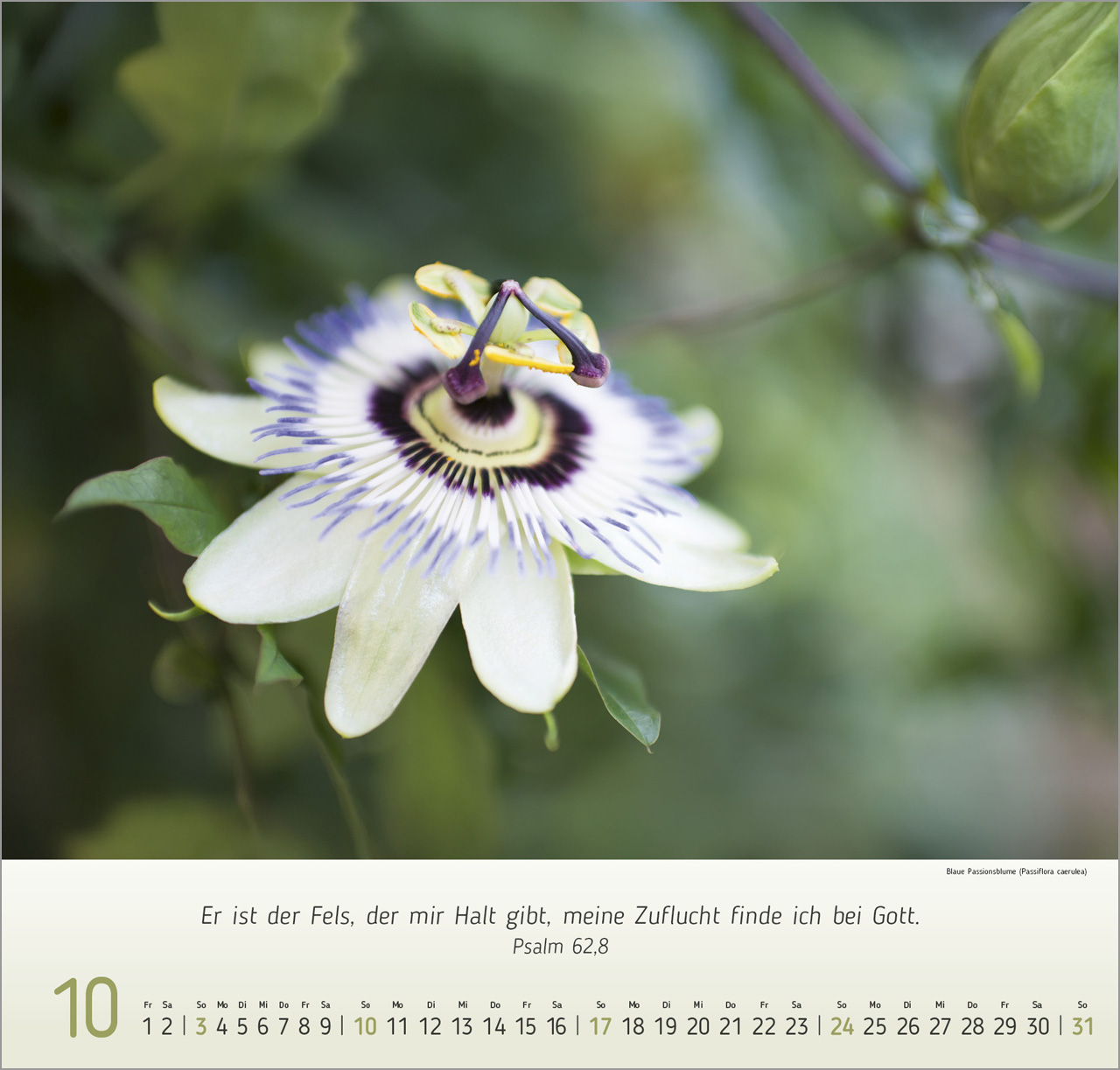 Blumen-Impressionen 2027 – Wandkalender