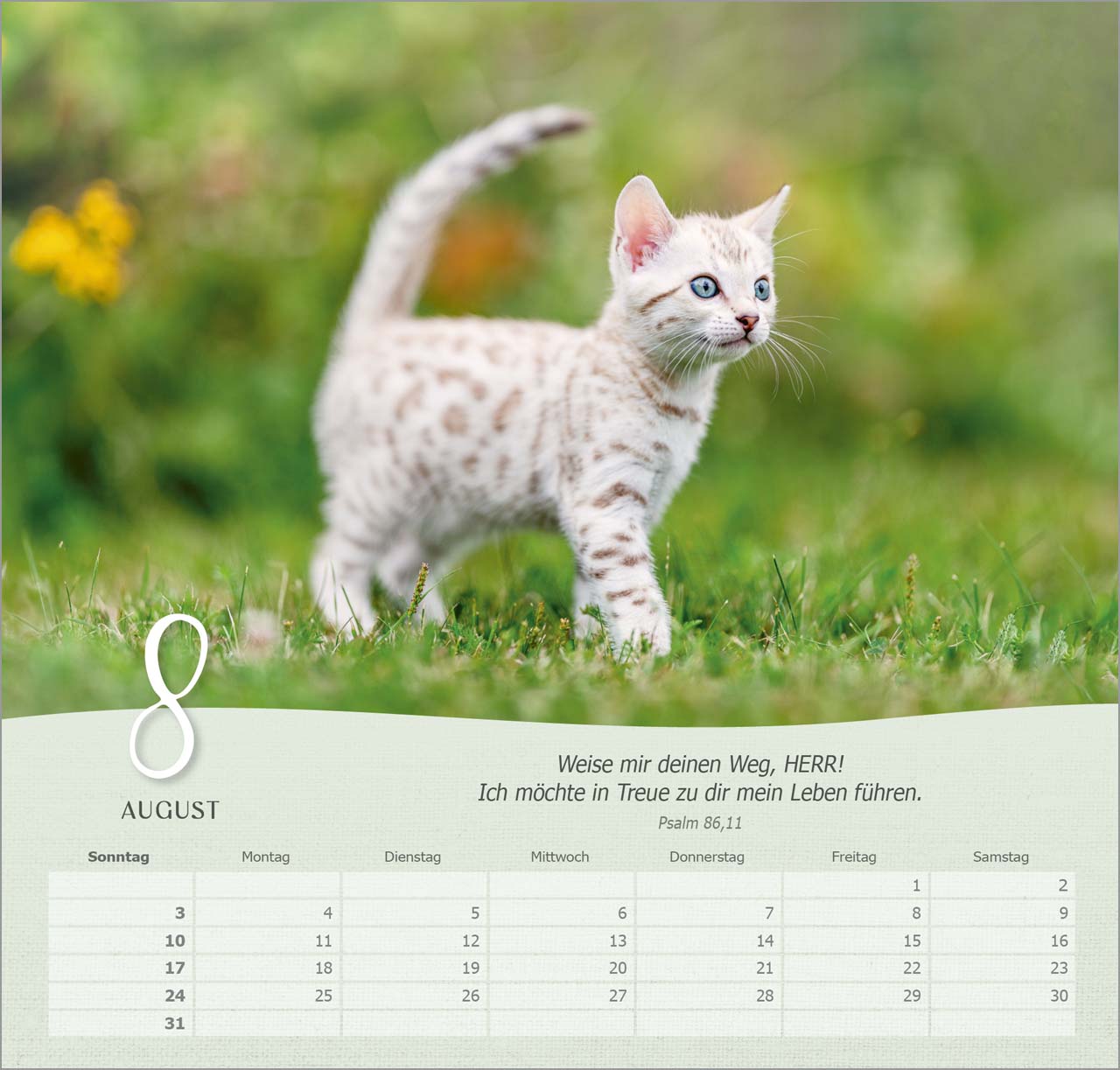 Katzen Wandkalender