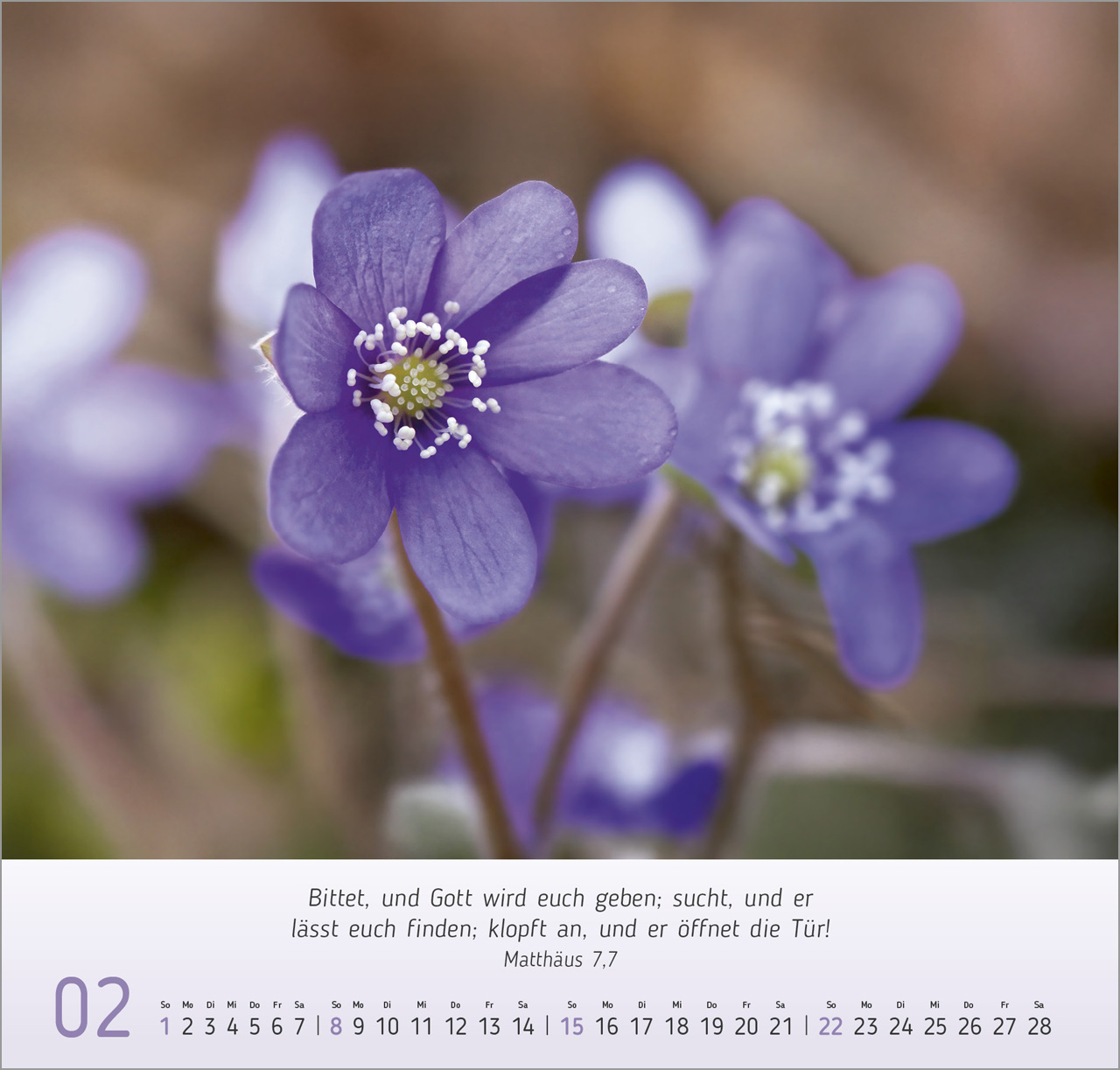 Gesichter der Natur Wandkalender 2026