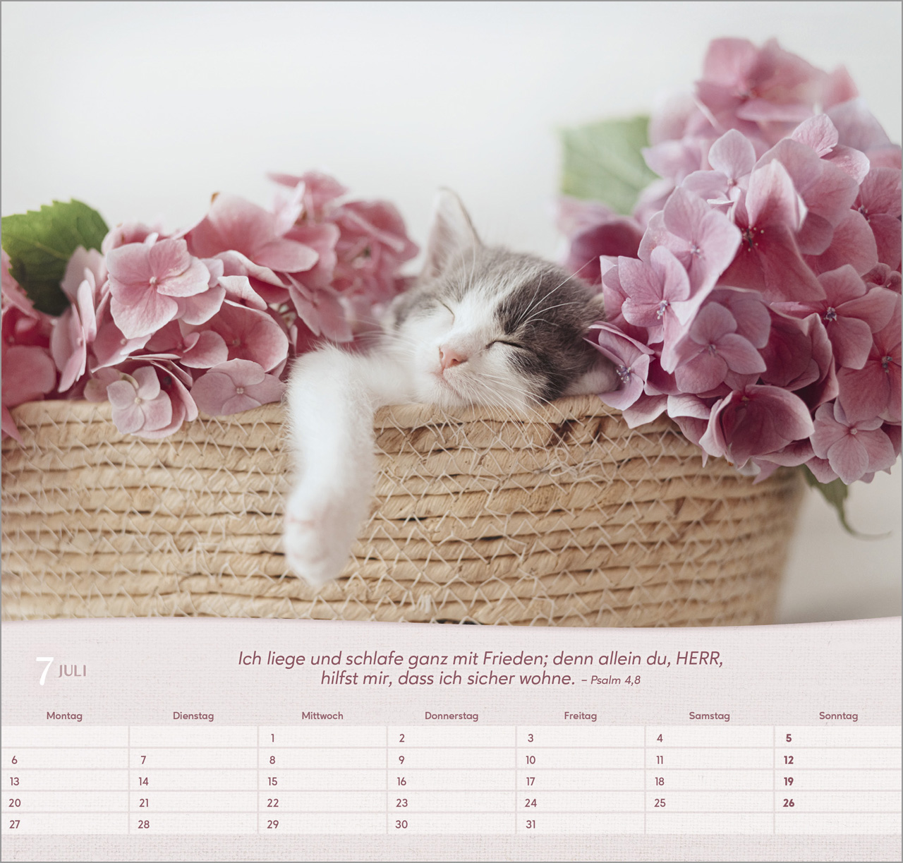 Katzen Wandkalender 2026