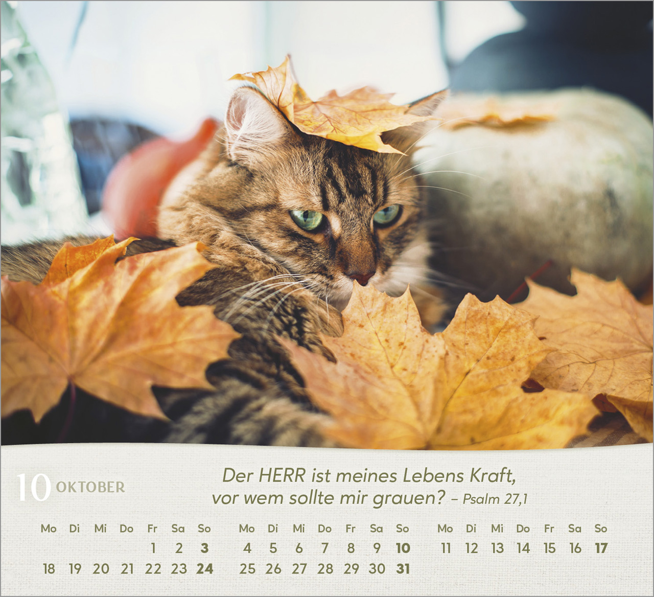 Katzen 2027 – Tischkalender