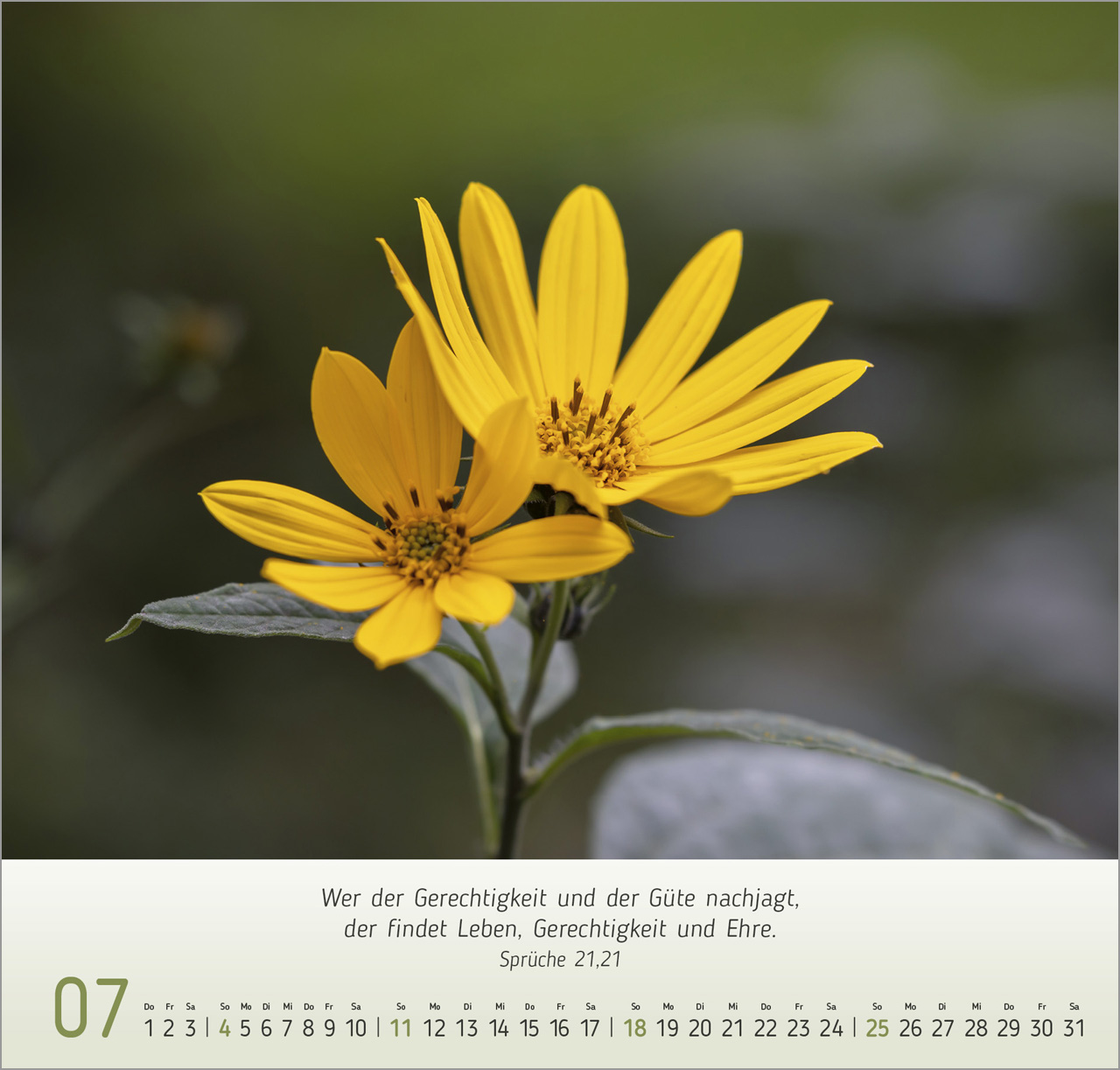 Gesichter der Natur 2027 – Wandkalender