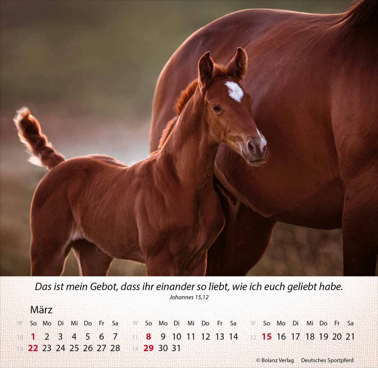 Pferde 2026 - Tischkalender