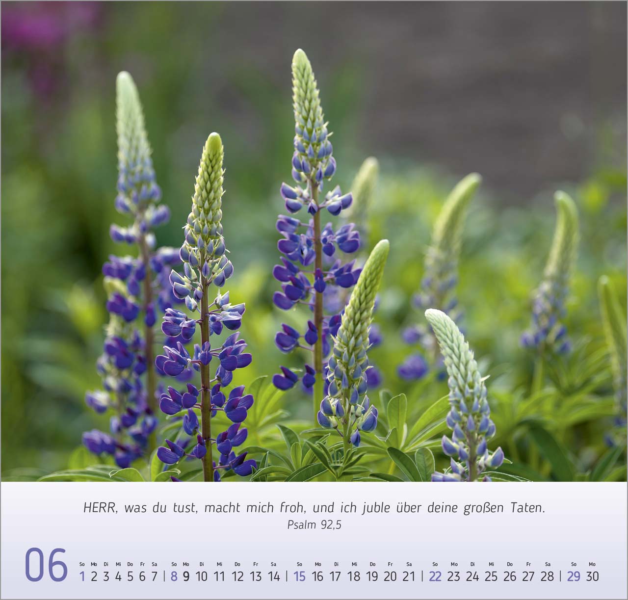 Blumen-Impressionen Wandkalender