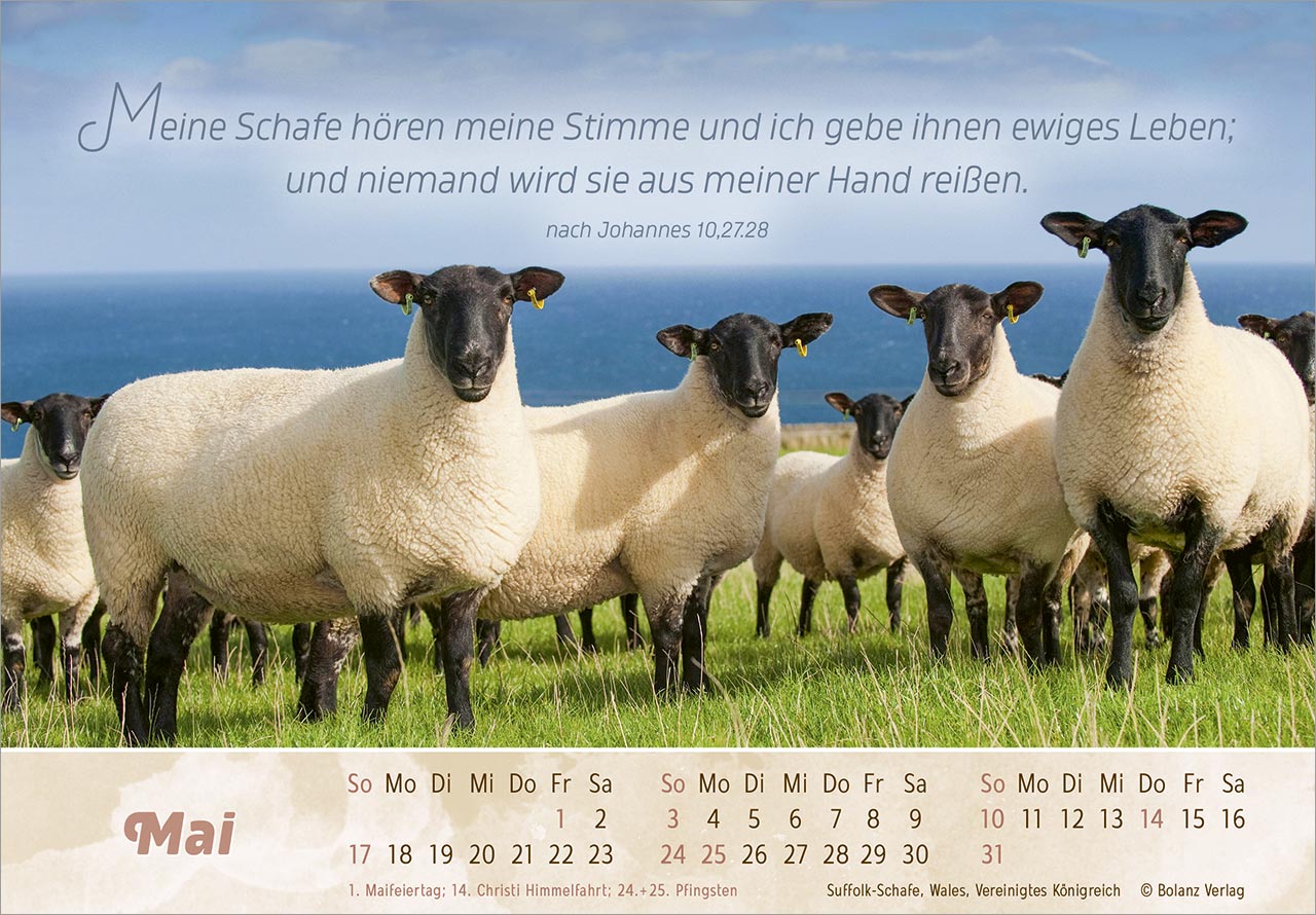 Der Gute Hirte 2026 - Panoramakalender