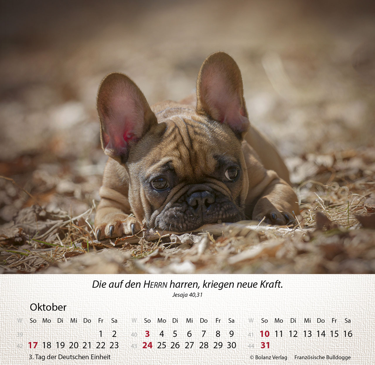 Hunde 2027 – Tischkalender