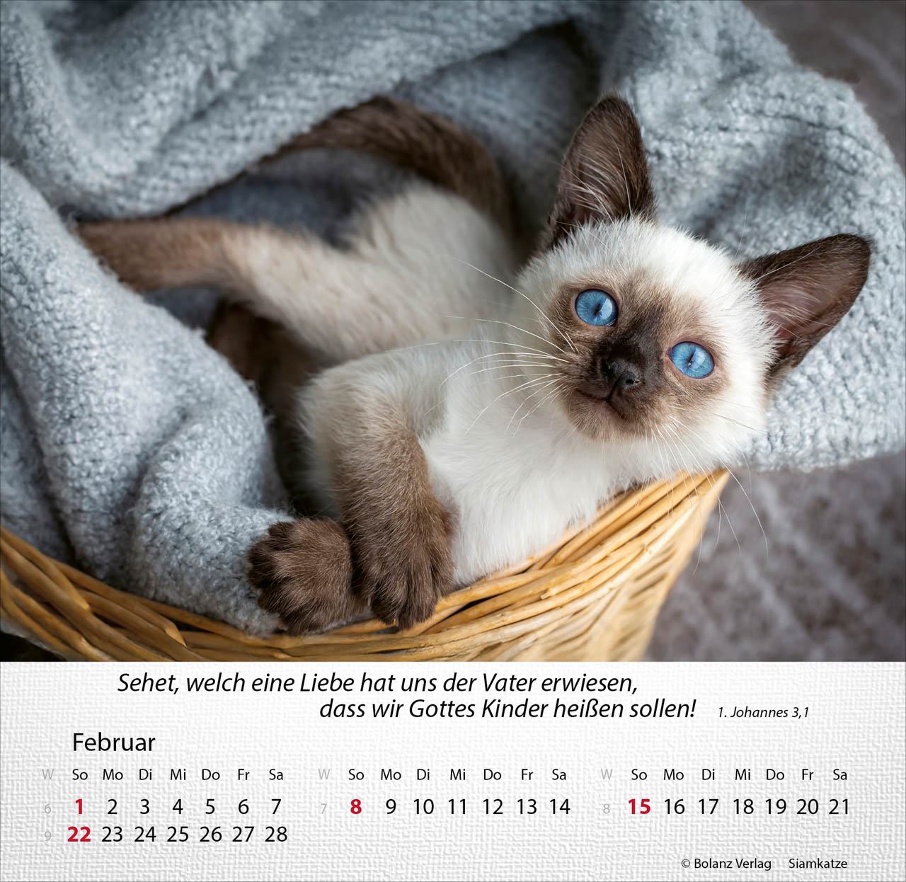 Katzen 2026 - Tischkalender Katzen 2026 - Tischkalender