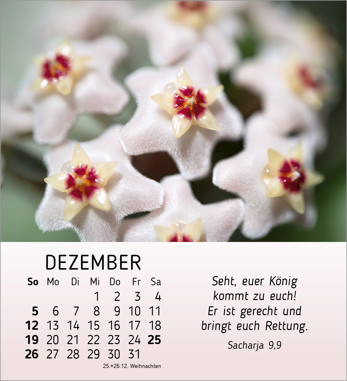 Ich wünsche dir Freude 2027 – Tischkalender