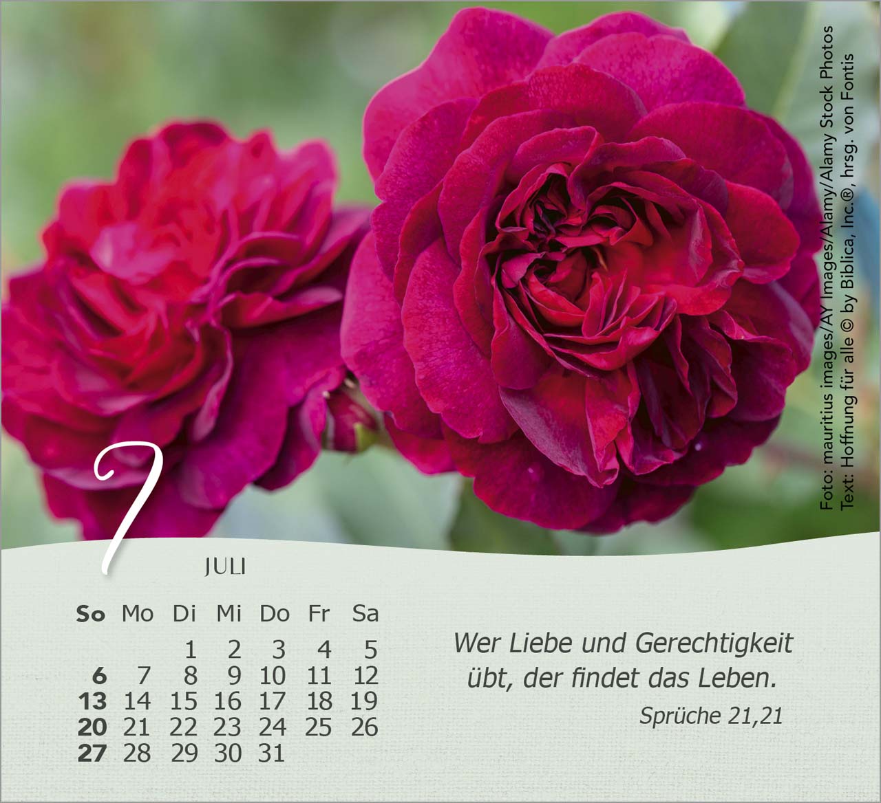 Rosen Tischkalender