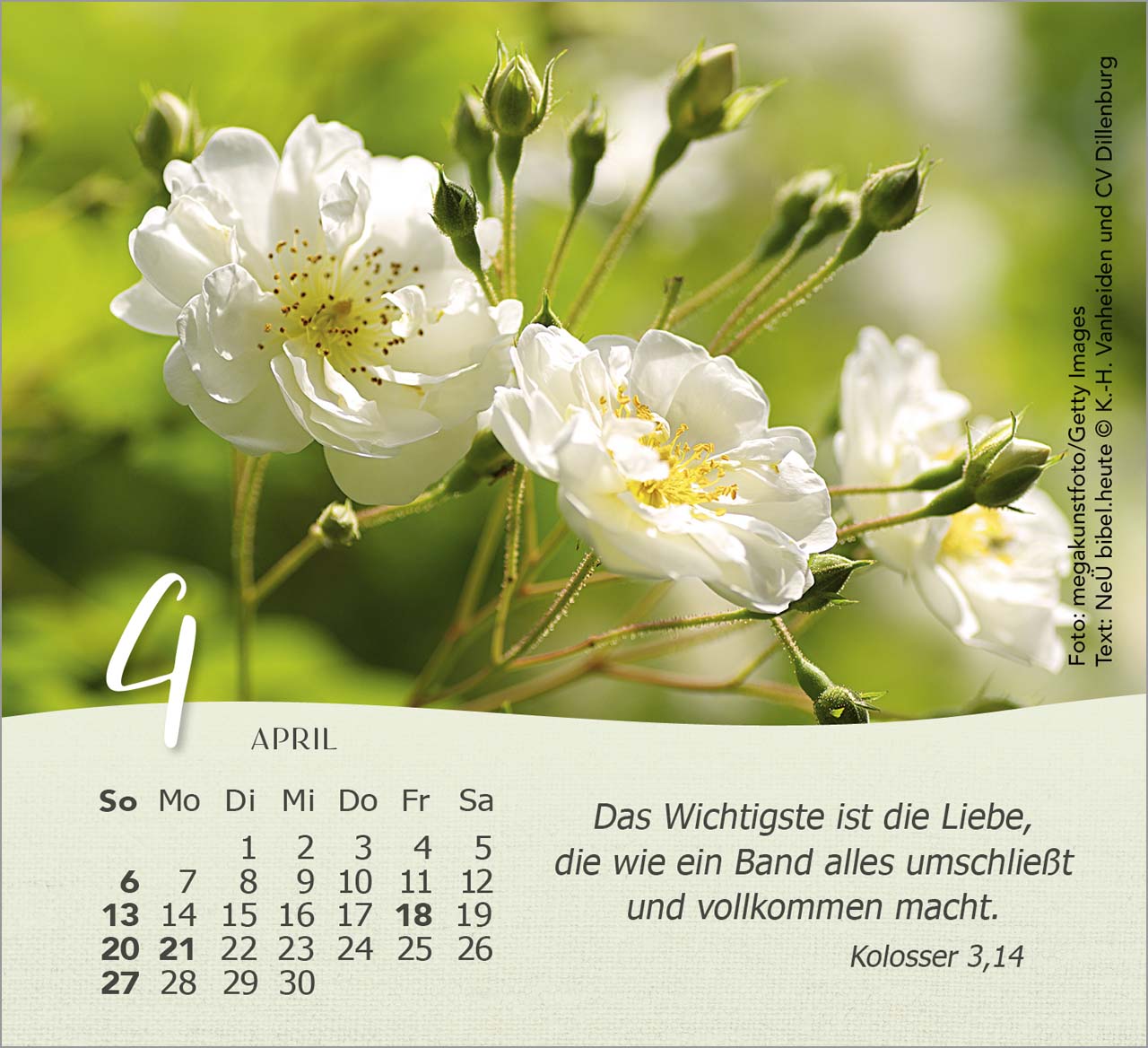 Rosen Tischkalender