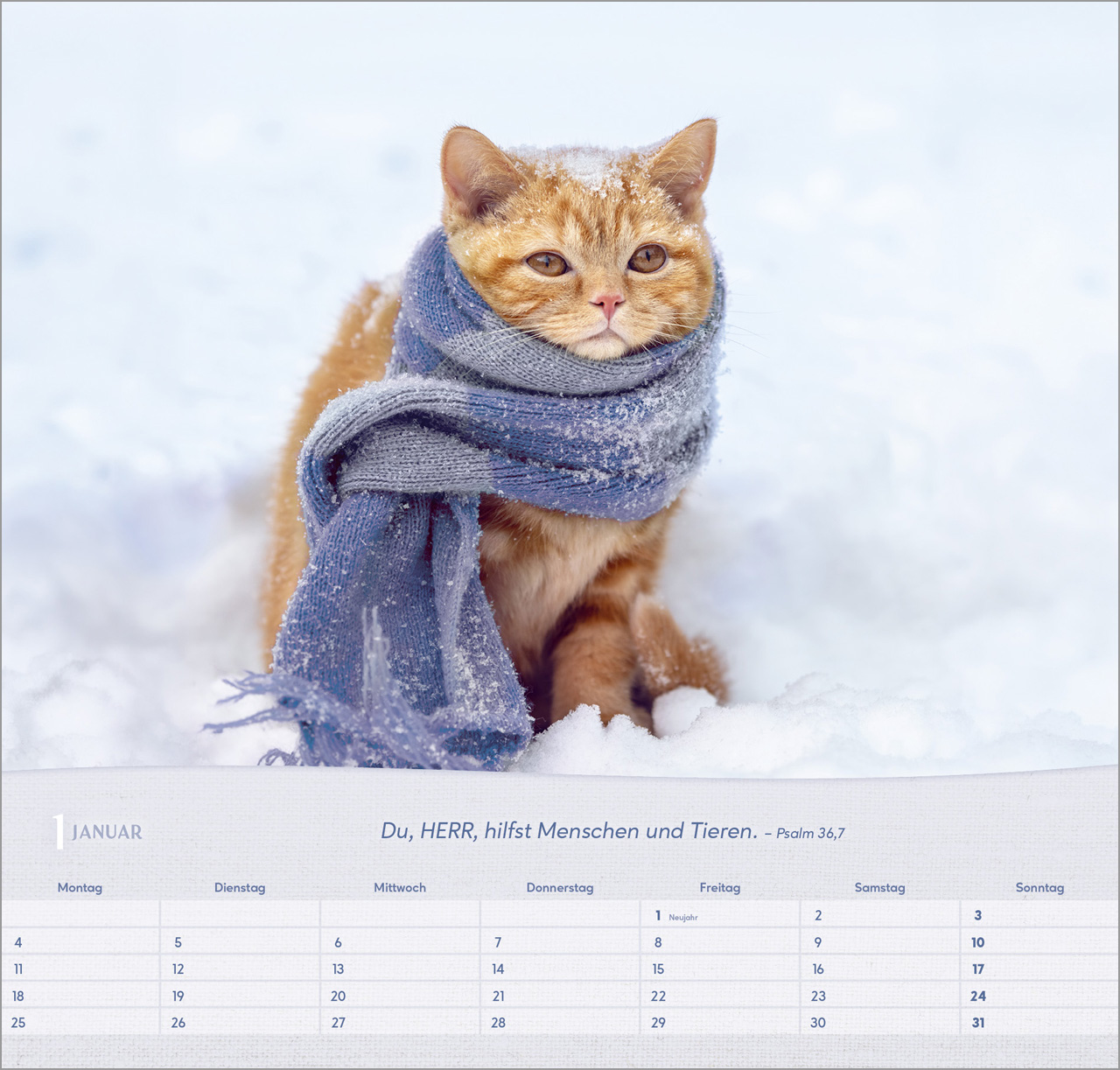 Katzen 2027 – Wandkalender
