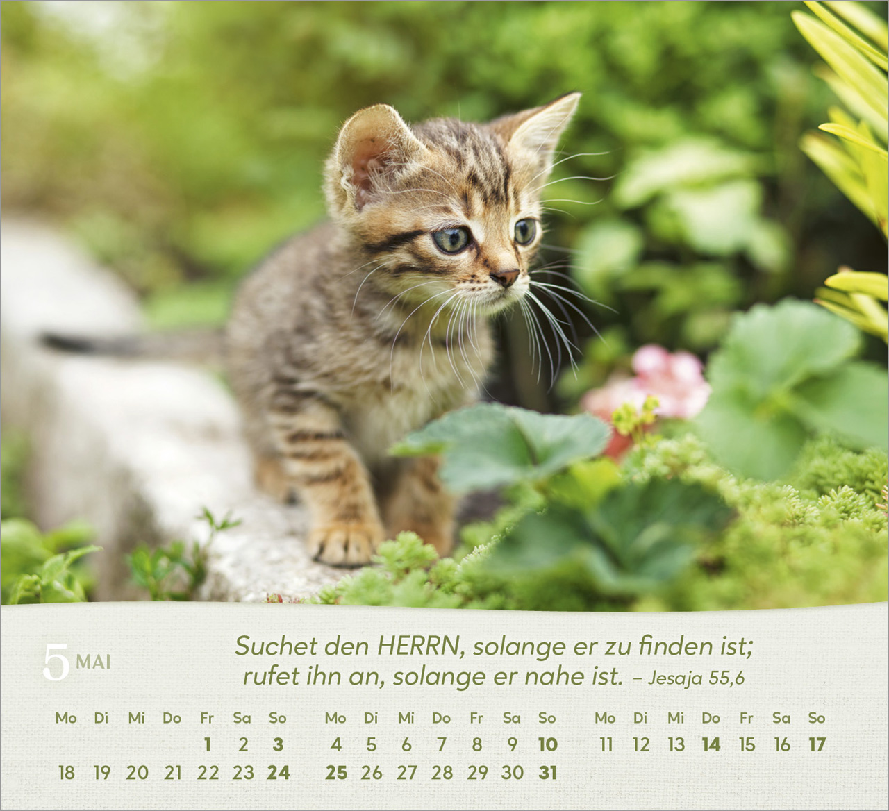 Katzen Tischkalender 2026 Katzen Tischkalender 2026