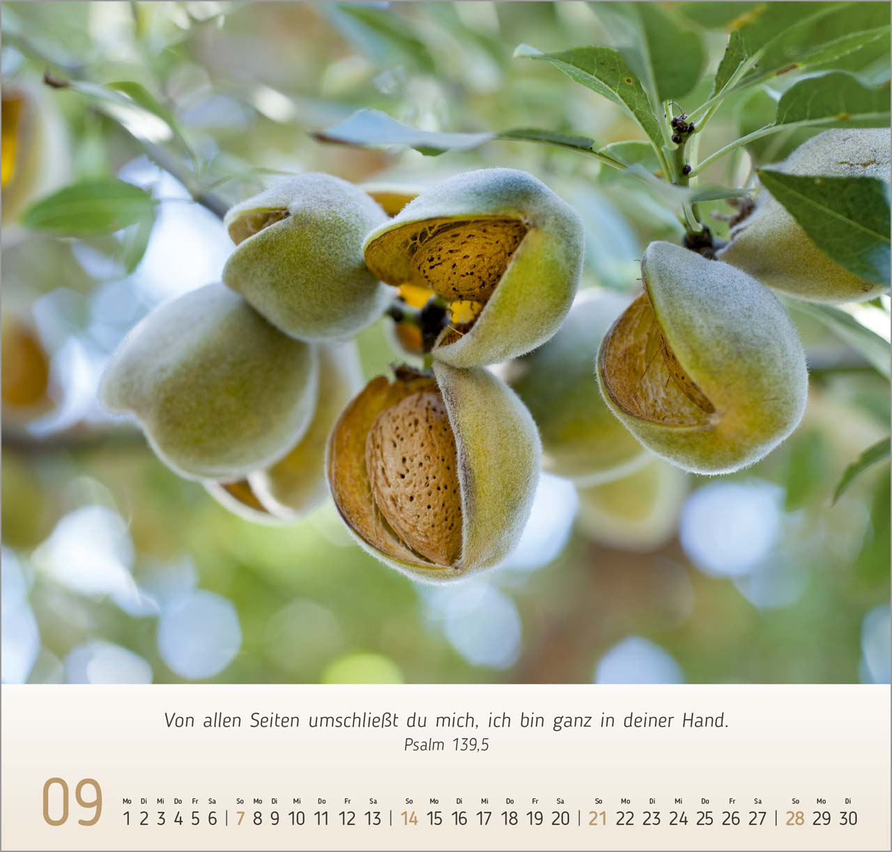 Gesichter der Natur Wandkalender