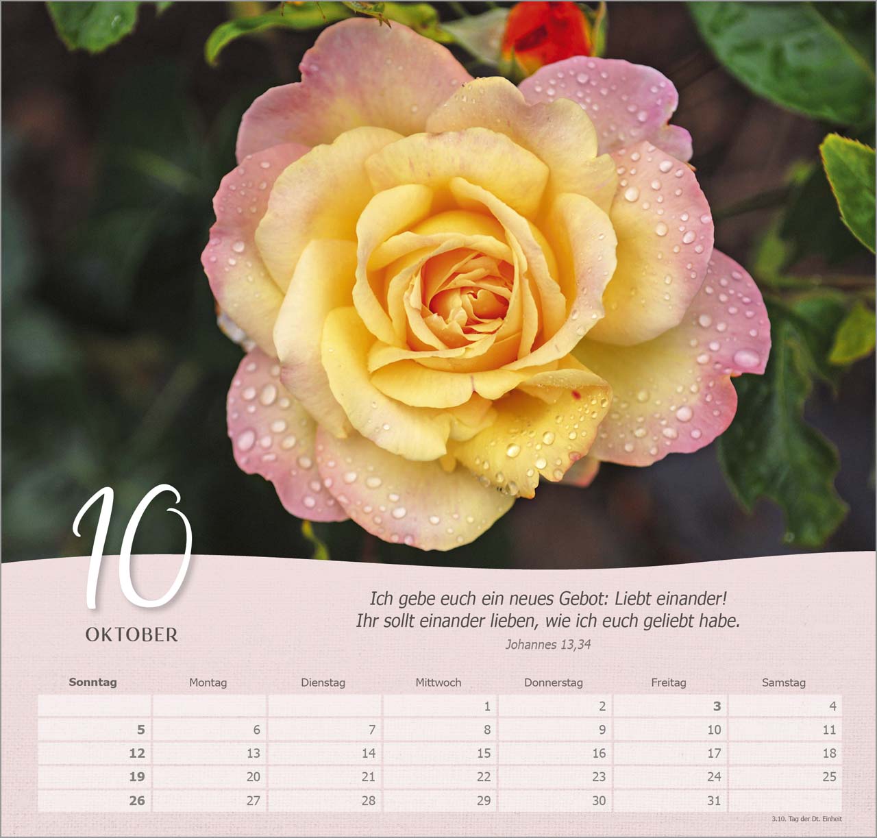 Rosen Wandkalender