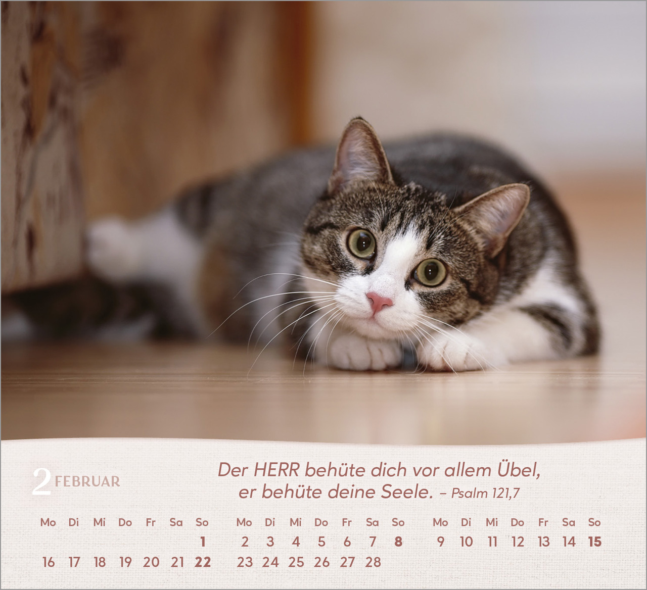 Katzen Tischkalender 2026 Katzen Tischkalender 2026