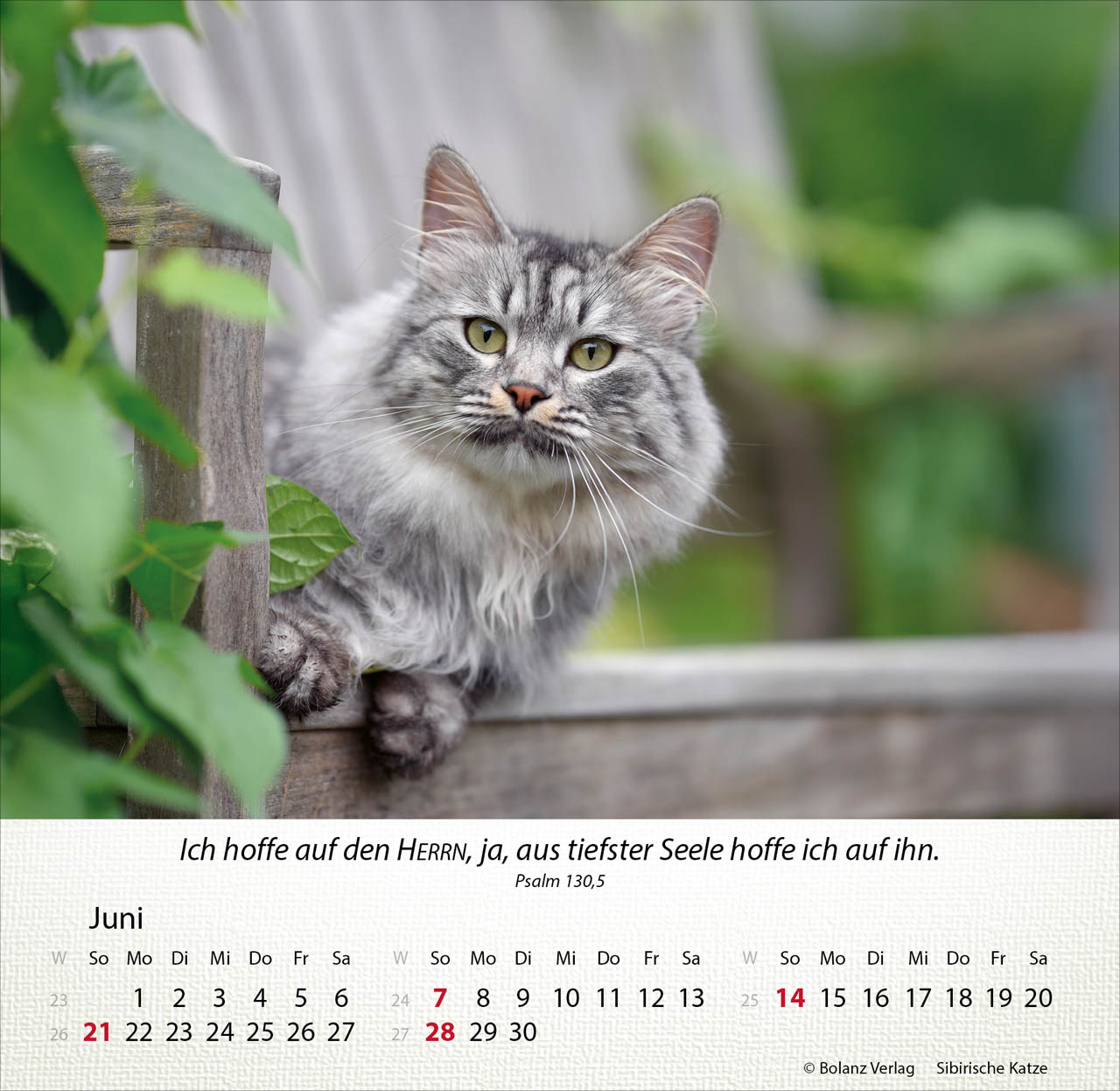Katzen 2026 - Tischkalender Katzen 2026 - Tischkalender