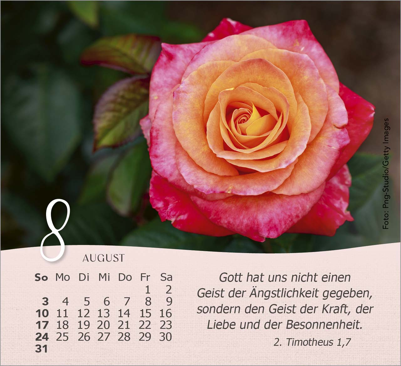 Rosen Tischkalender