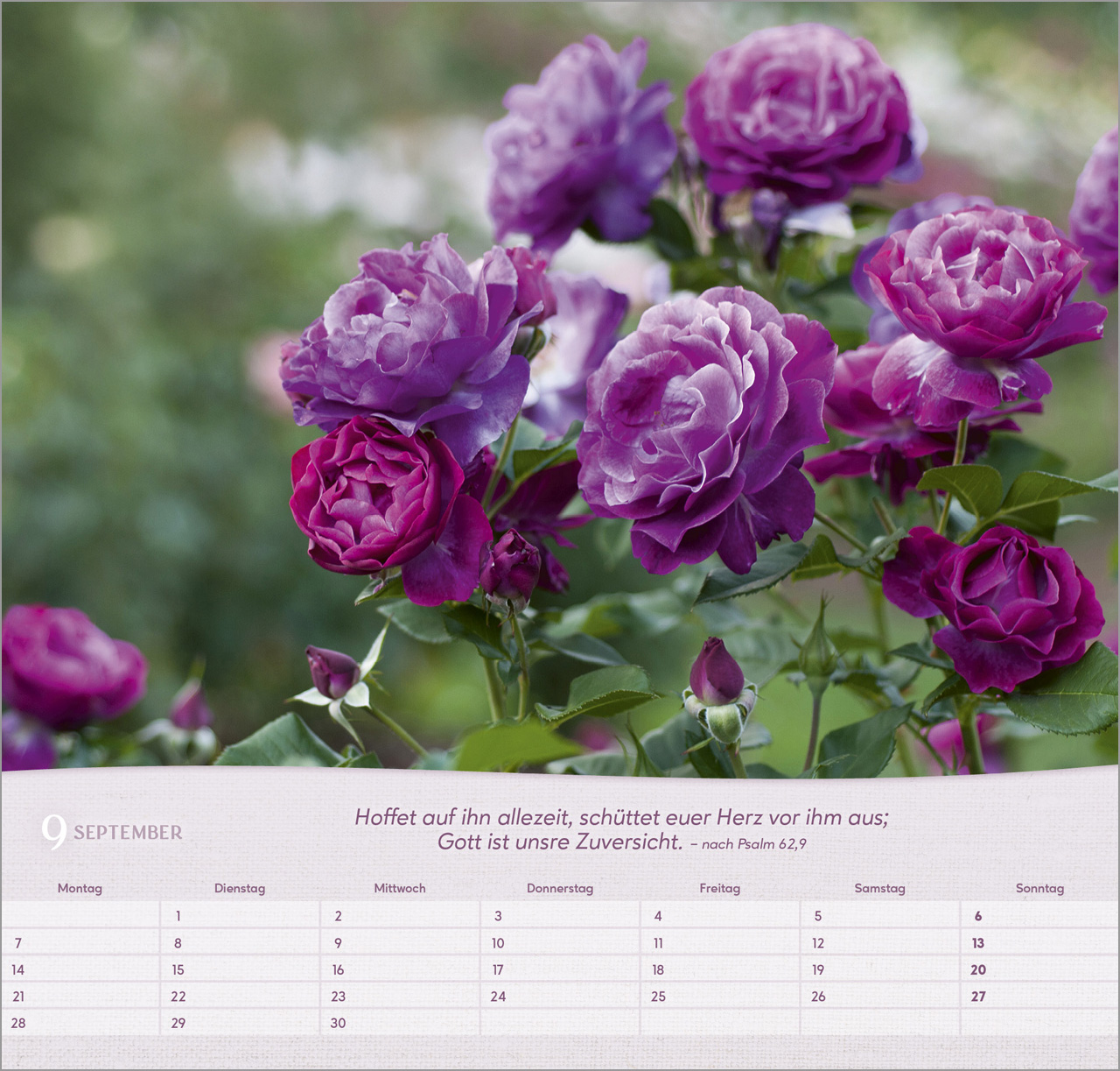 Rosen Wandkalender 2026
