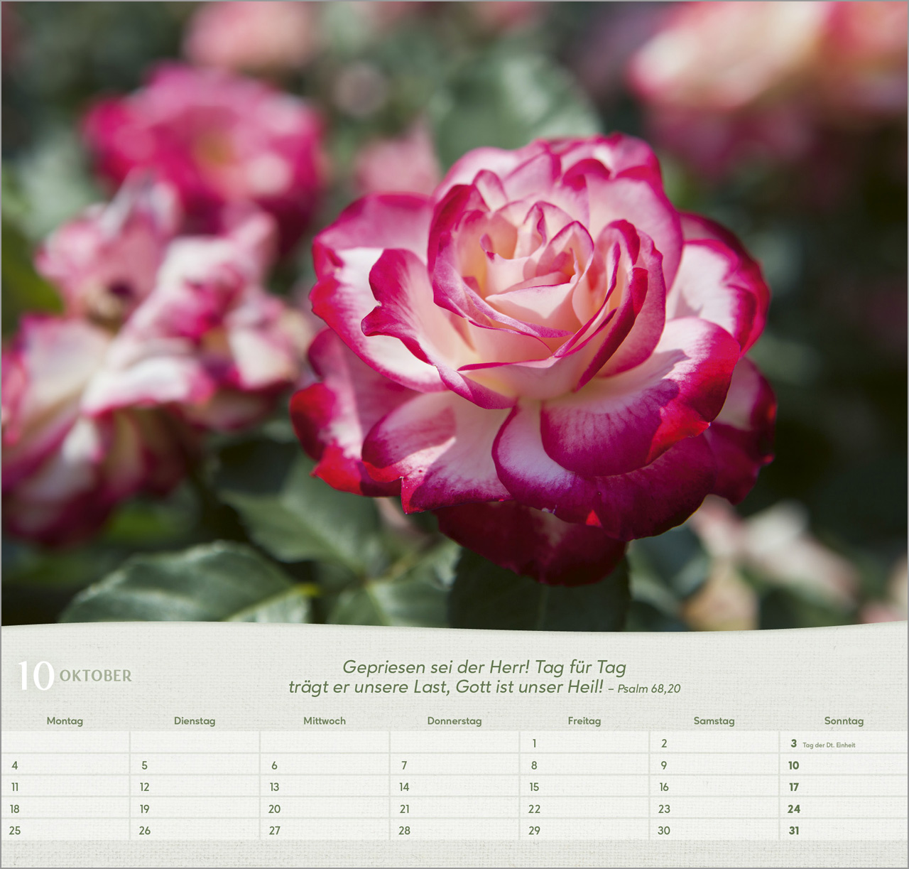 Rosen 2027 – Wandkalender