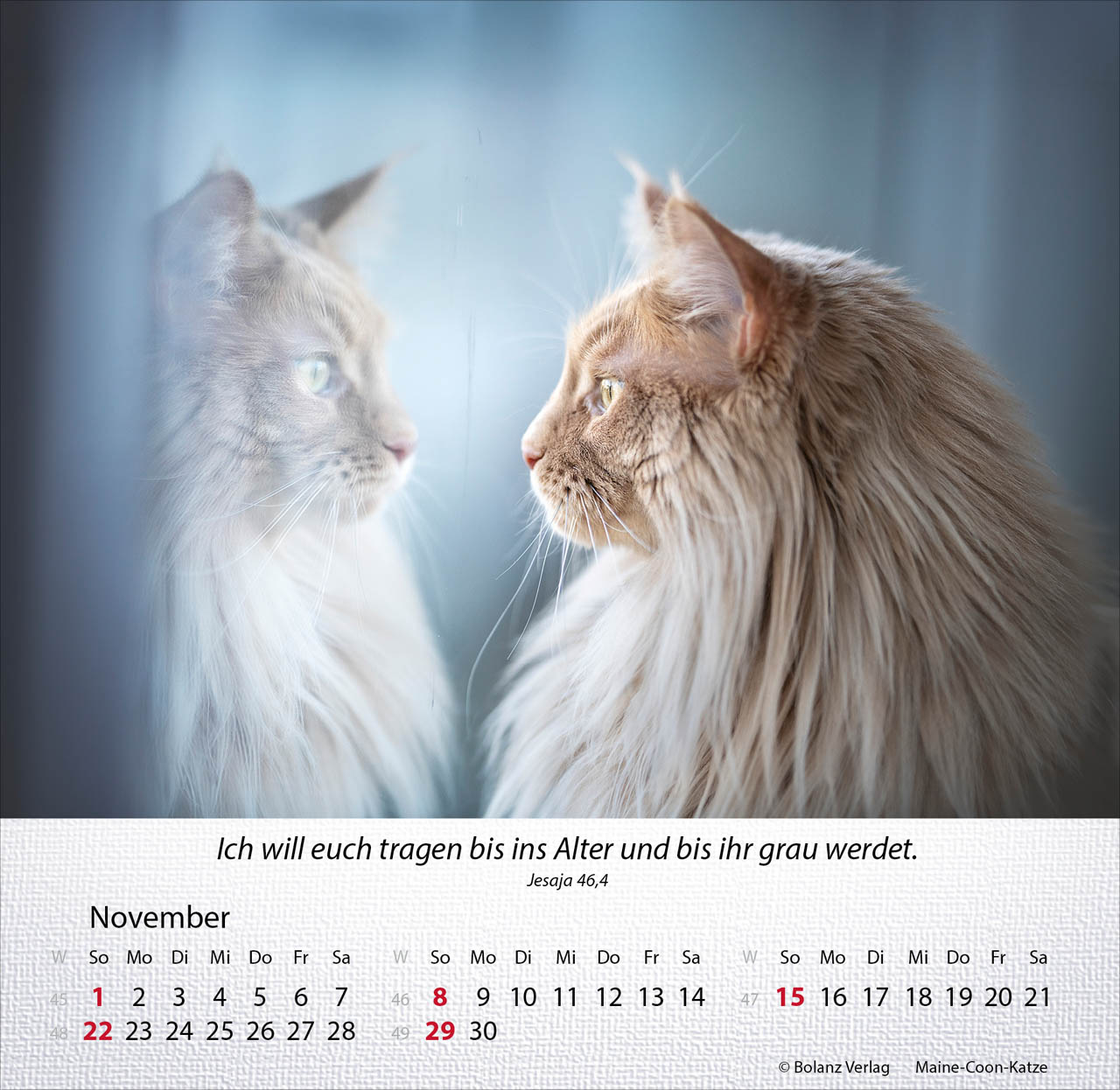 Katzen 2026 - Tischkalender Katzen 2026 - Tischkalender